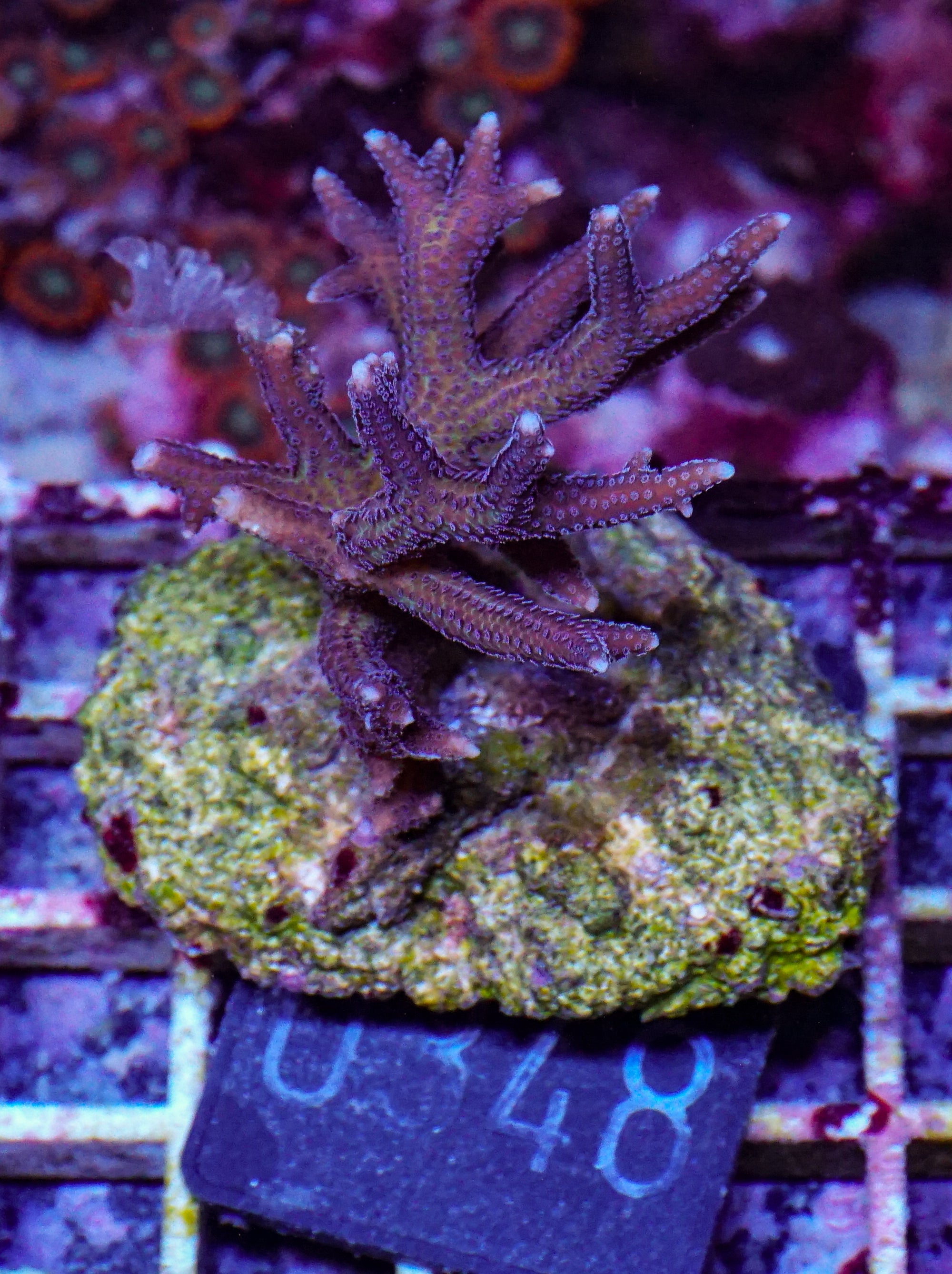 Seriatopora stellata