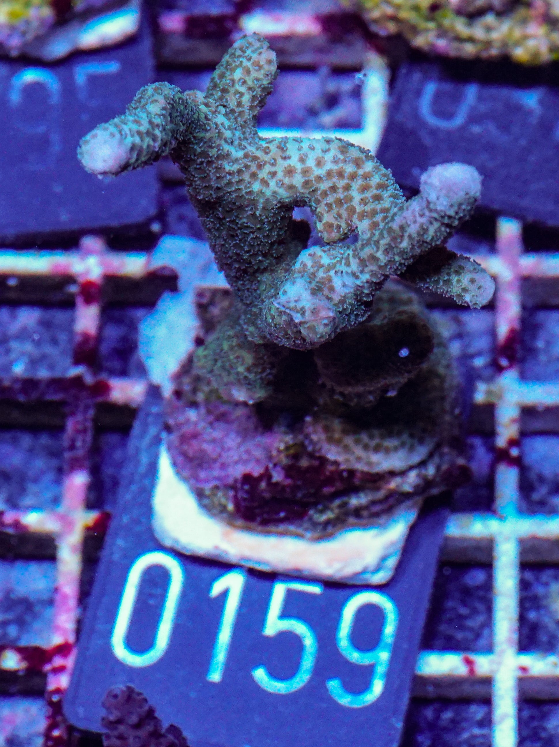Montipora gaimardi