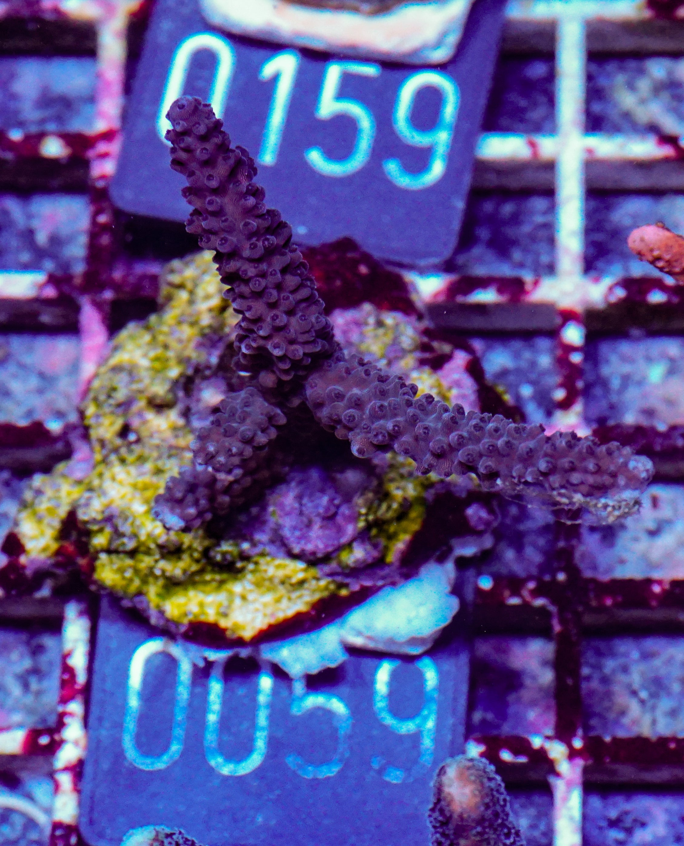 Acropora parilis "blue"