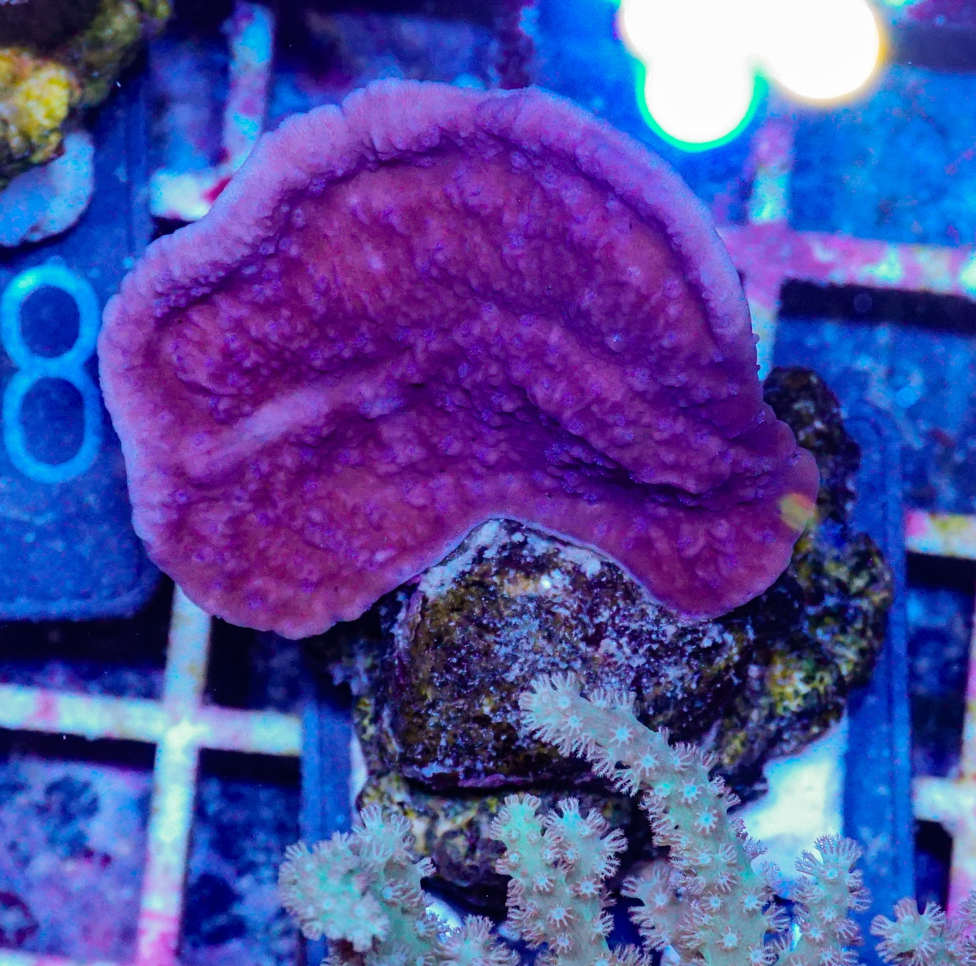 Montipora sp. lila