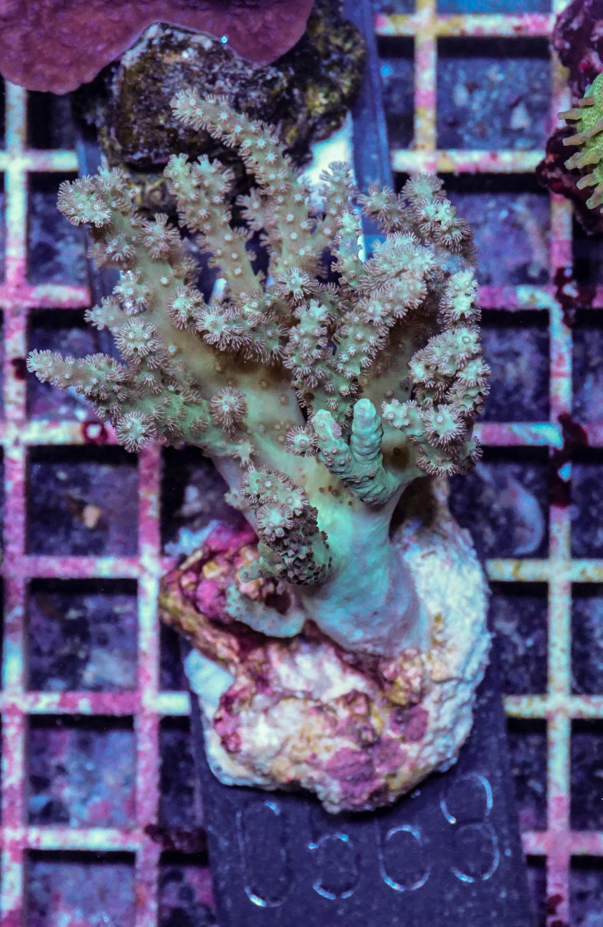 Sinularia/ Sclerophytum „fiji palau"