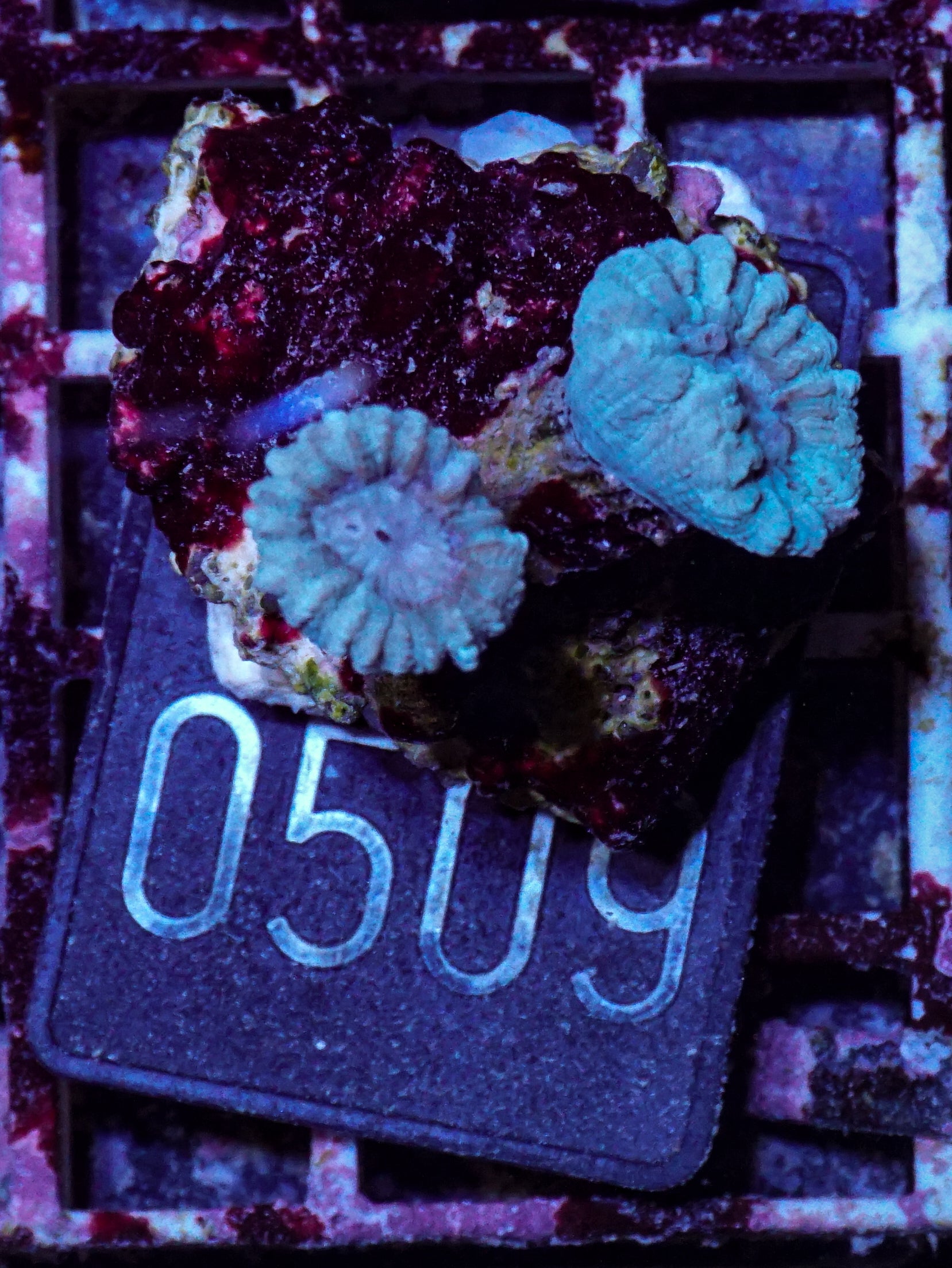 Caulastraea furcata "blau"