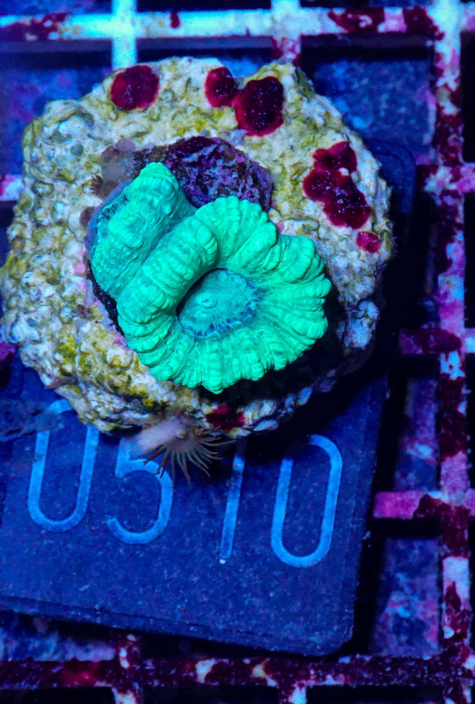 Caulastraea furcata