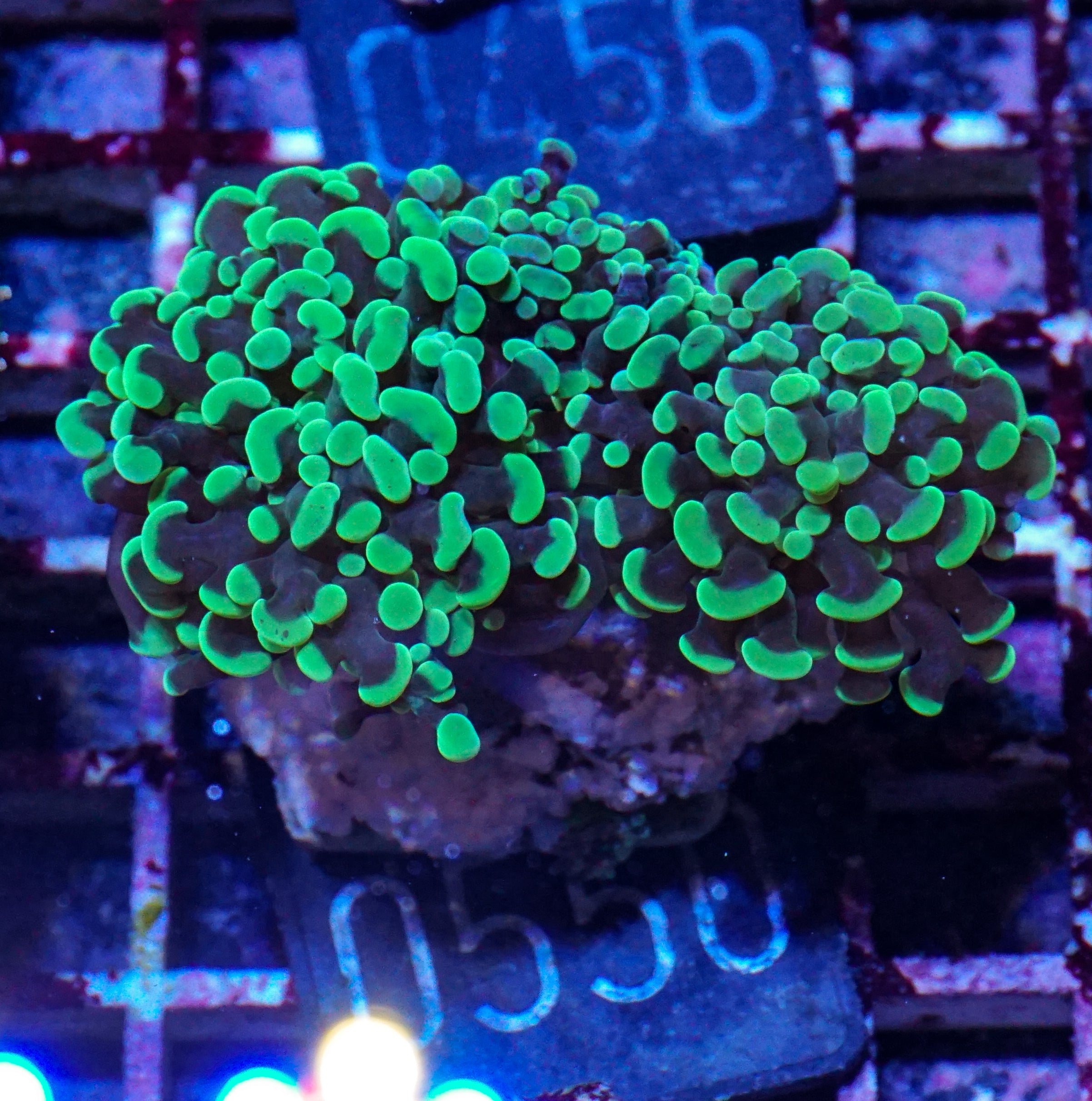 Euphyllia/Fimbriaphyllia paraancora