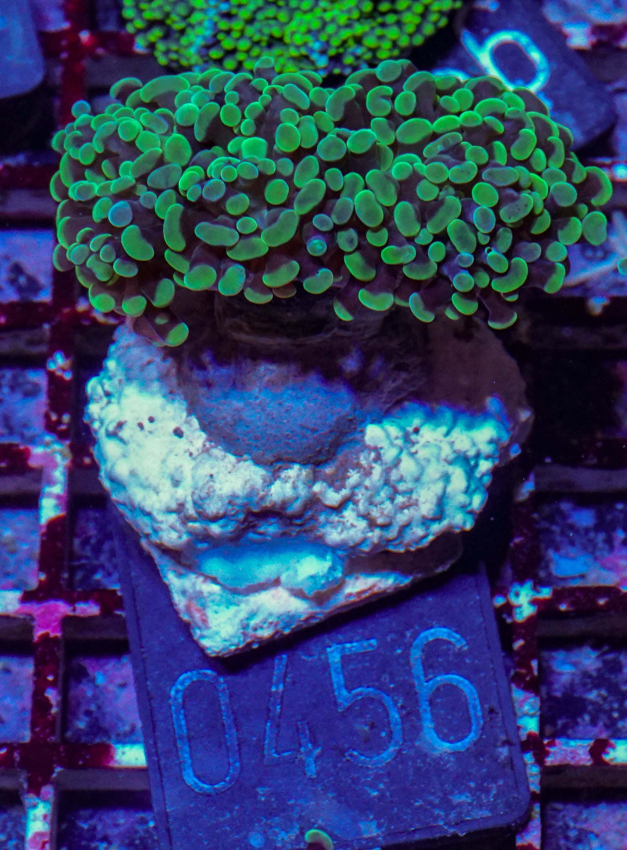 Euphyllia/Fimbriaphyllia paraancora
