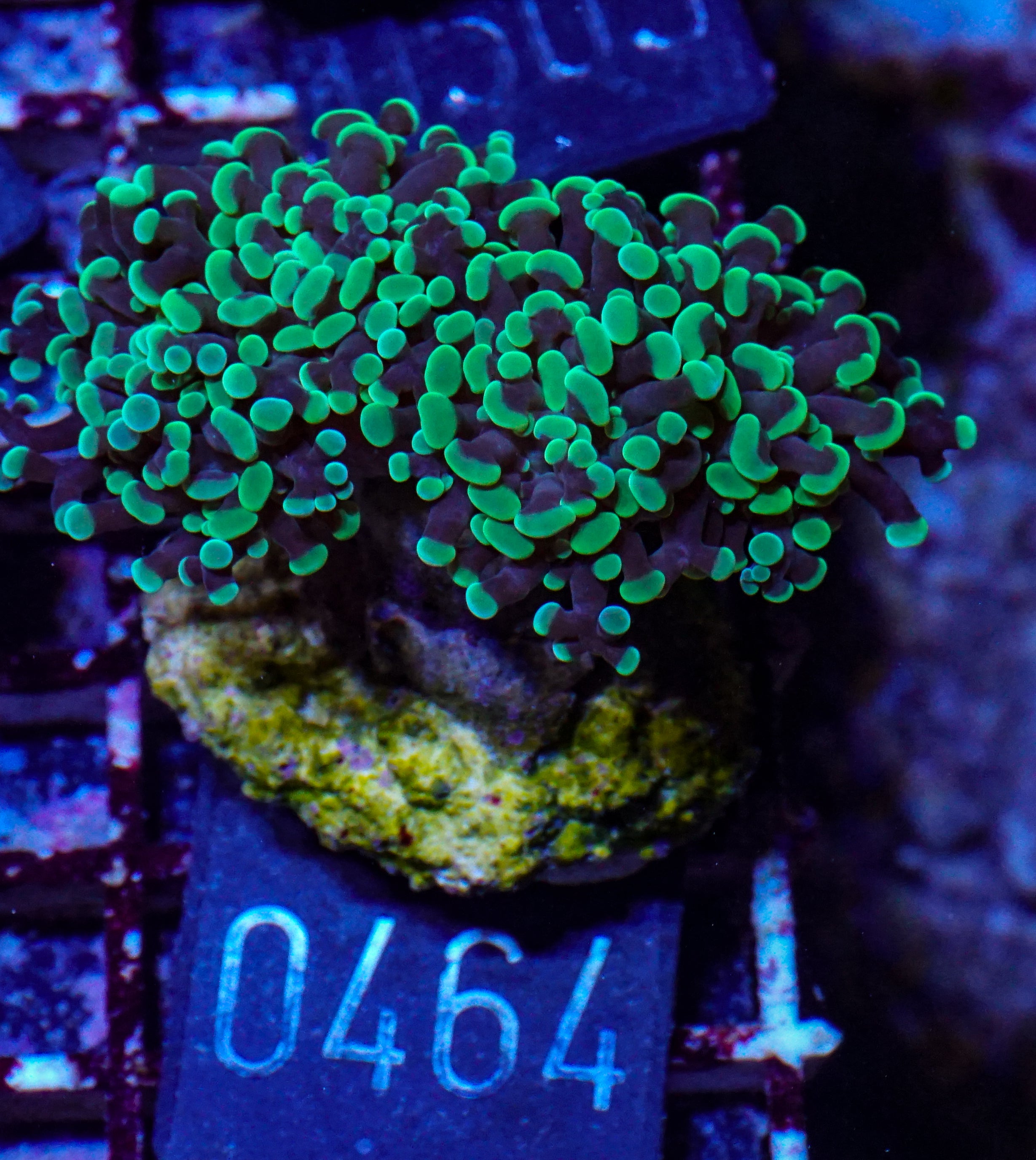 Euphyllia/Fimbriaphyllia paraancora