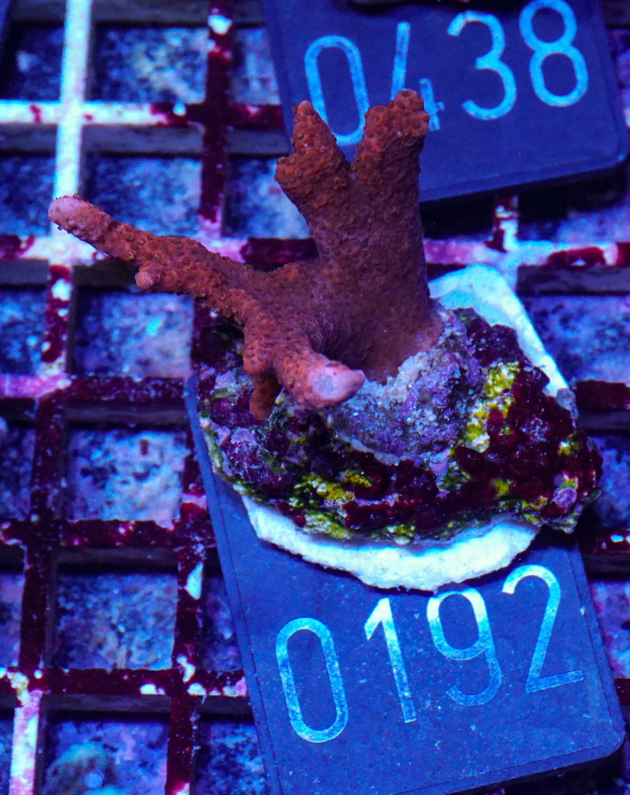 Montipora altasepta "digitata" rot