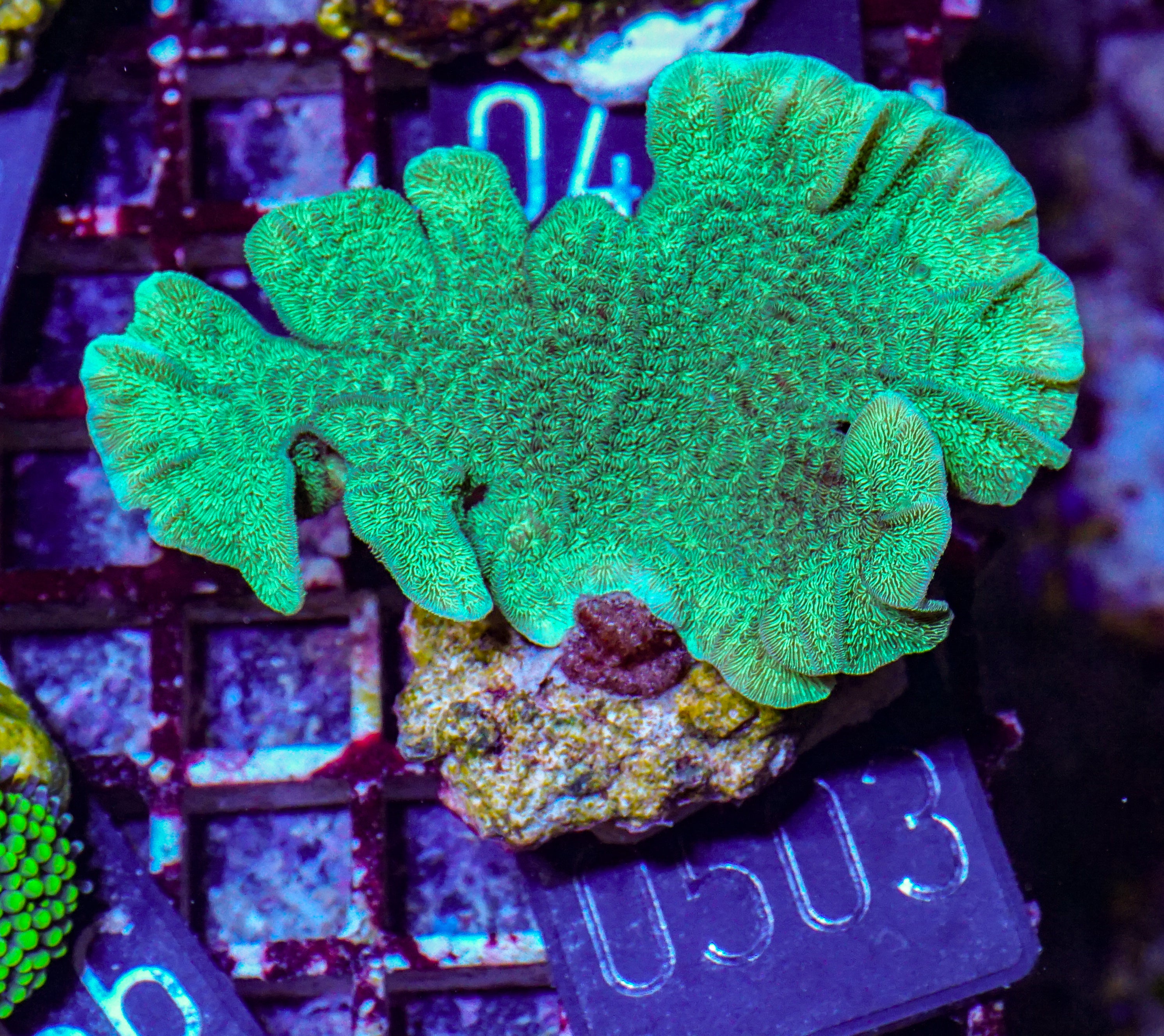 Pavona decussata