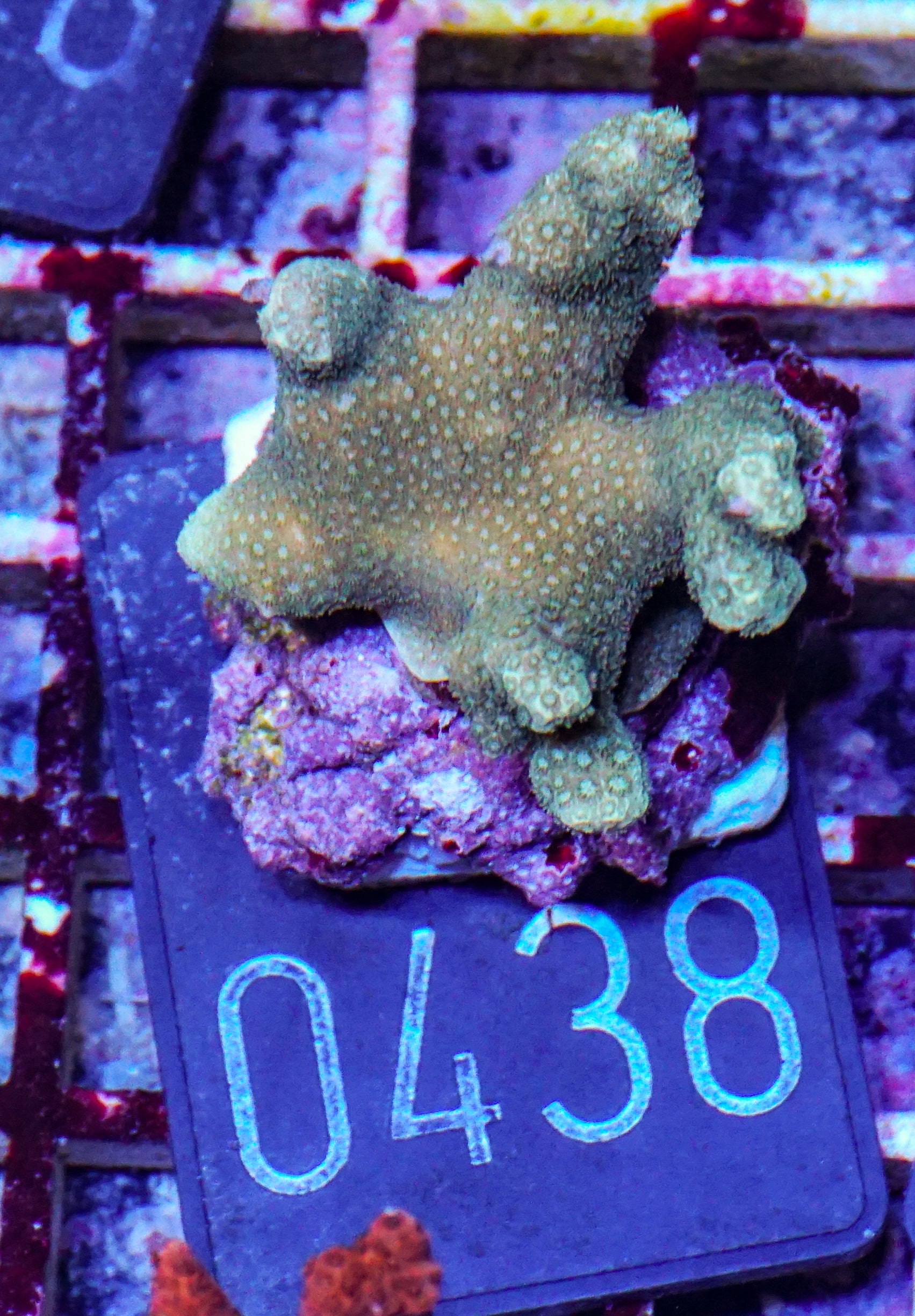 Porites lichen