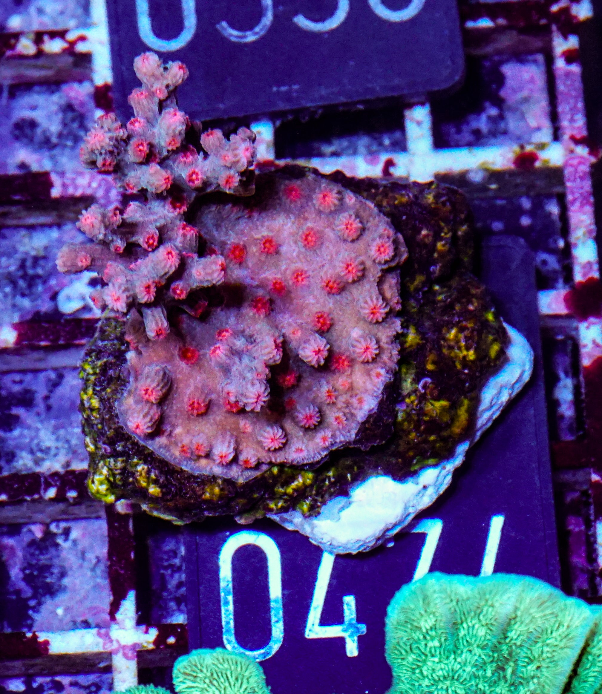 Cyphastrea decadia