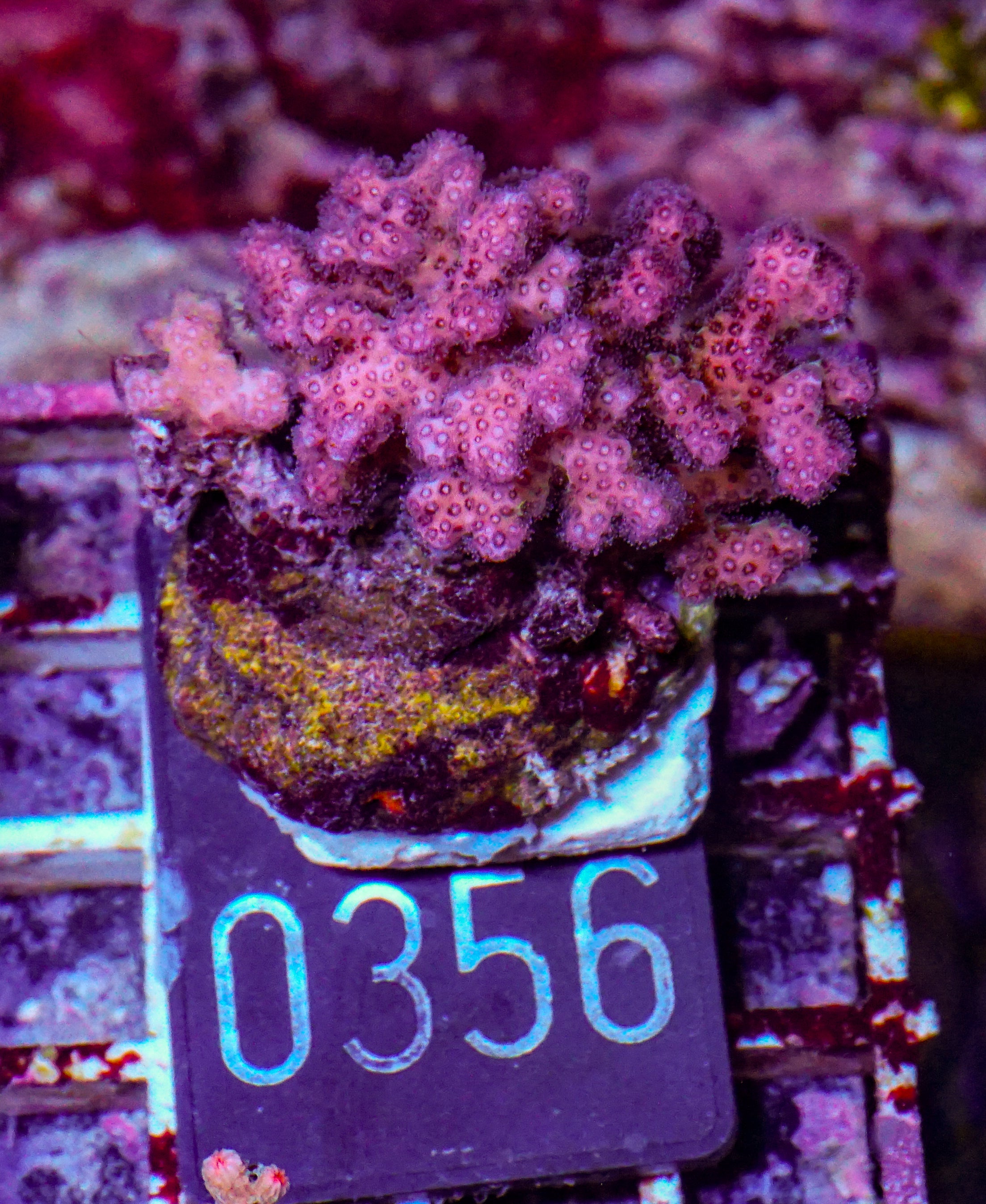 Pocillopora acuta/damicornis "pink"