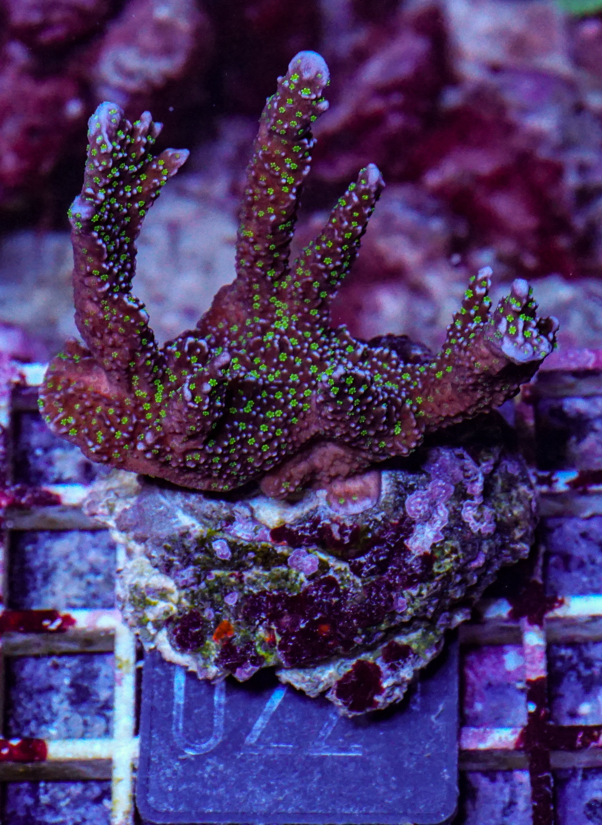 Montipora carinata “Star wars”