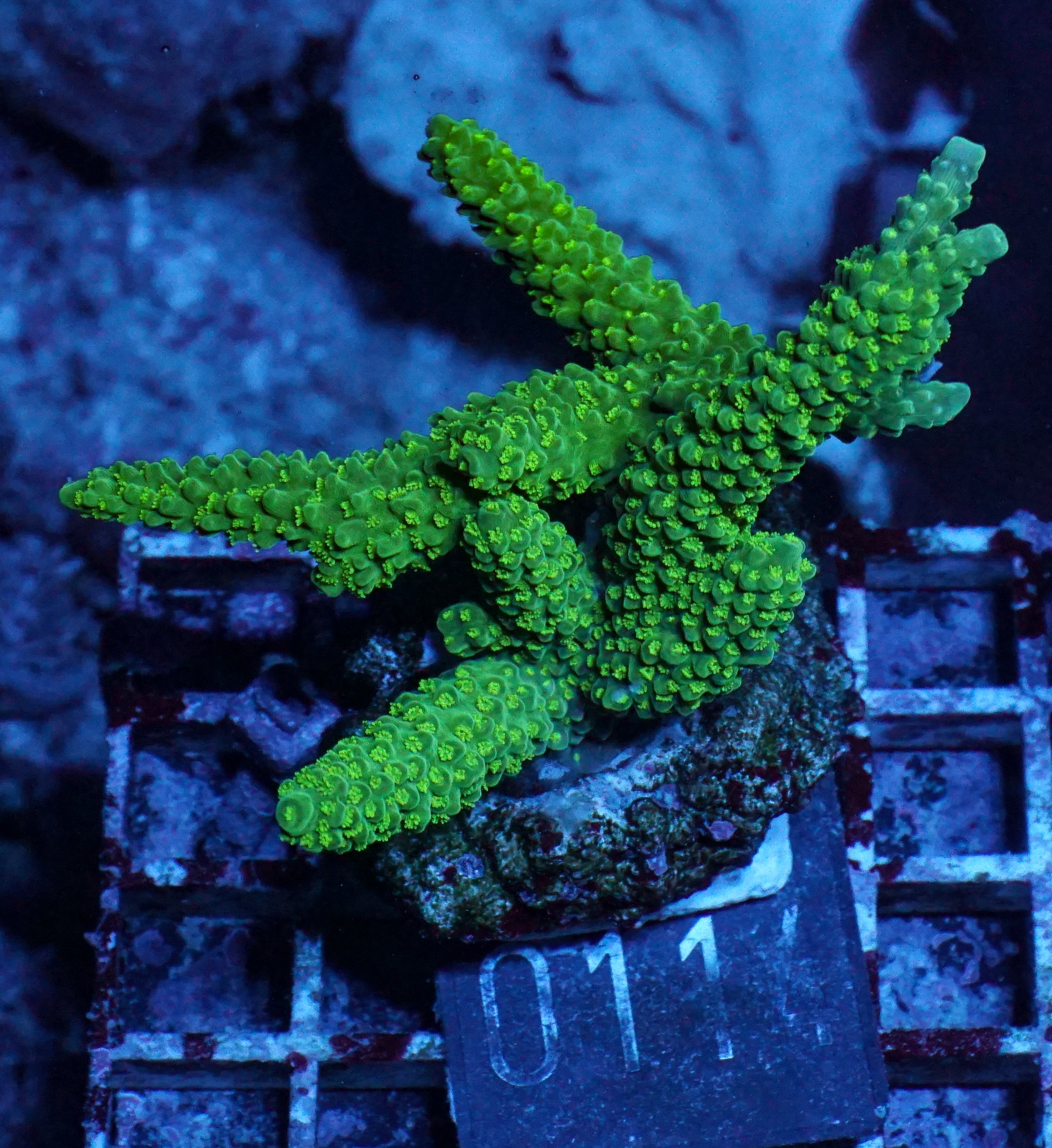 Acropora tumida "Enzmann"