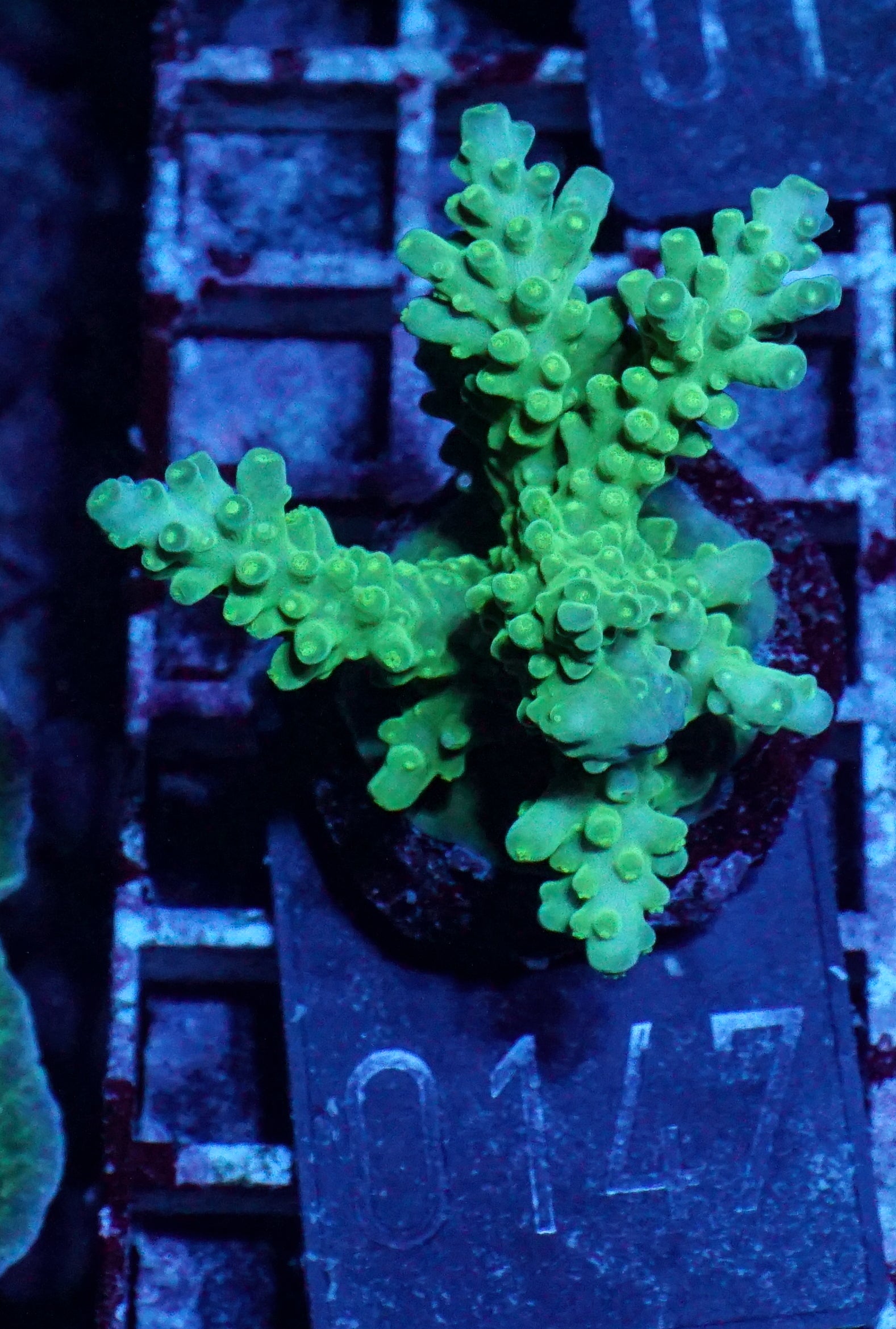Acropora austera “golden age”