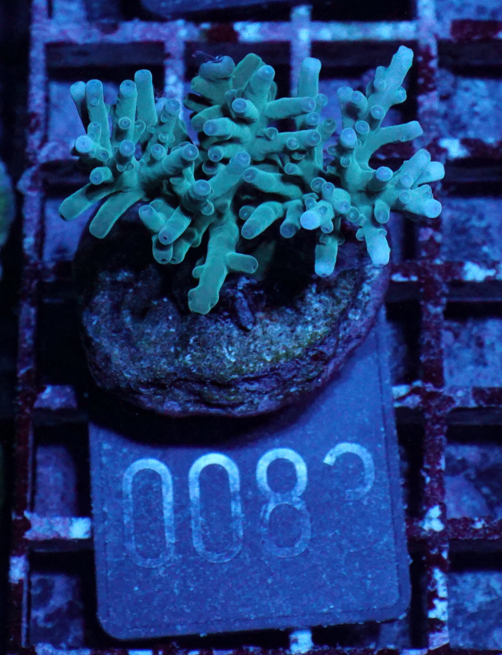 Acropora echinata