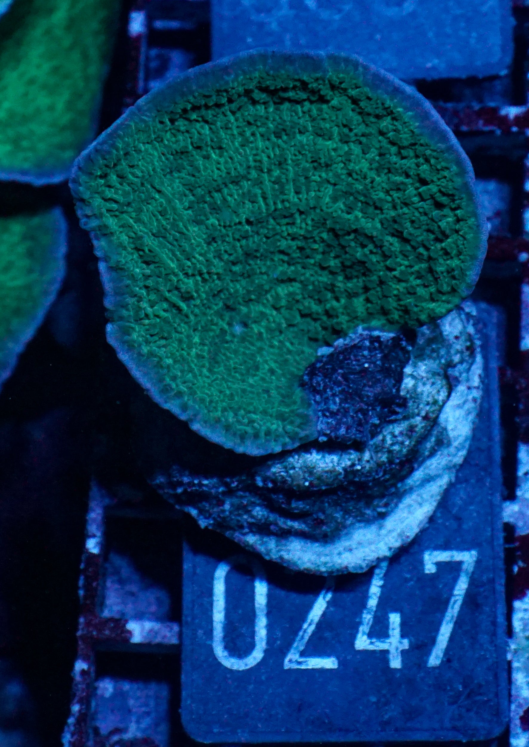 Montipora delicatula