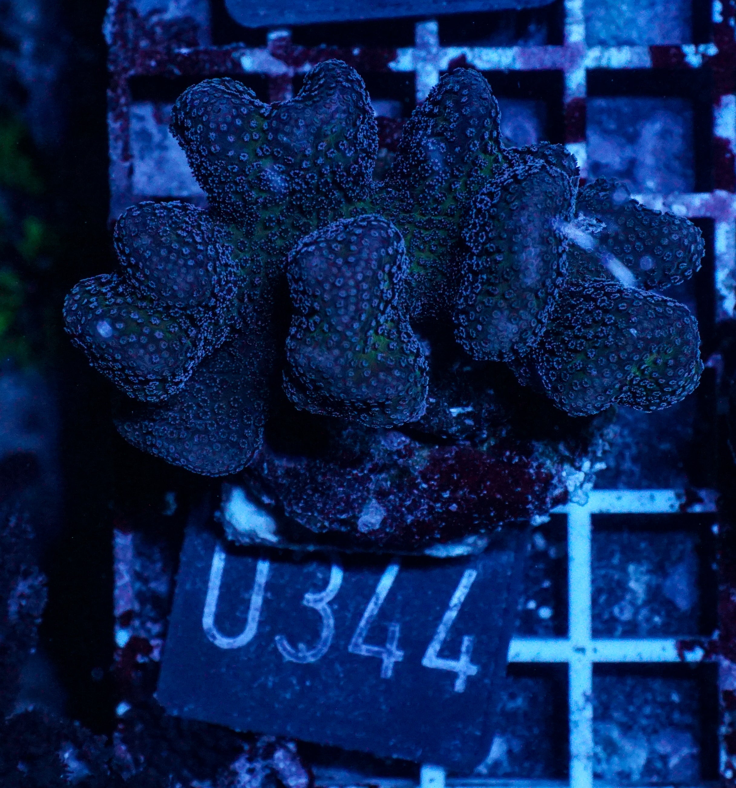 Stylophora pistillata "pink"