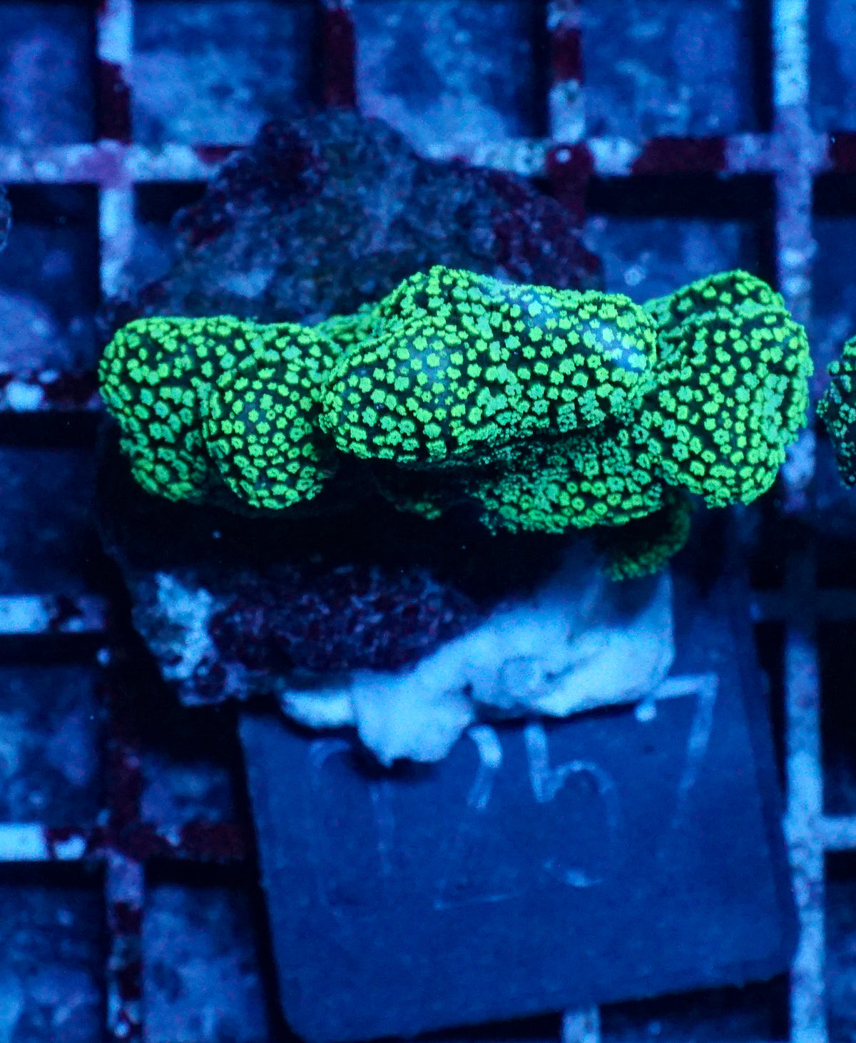 Stylophora pistillata "green"