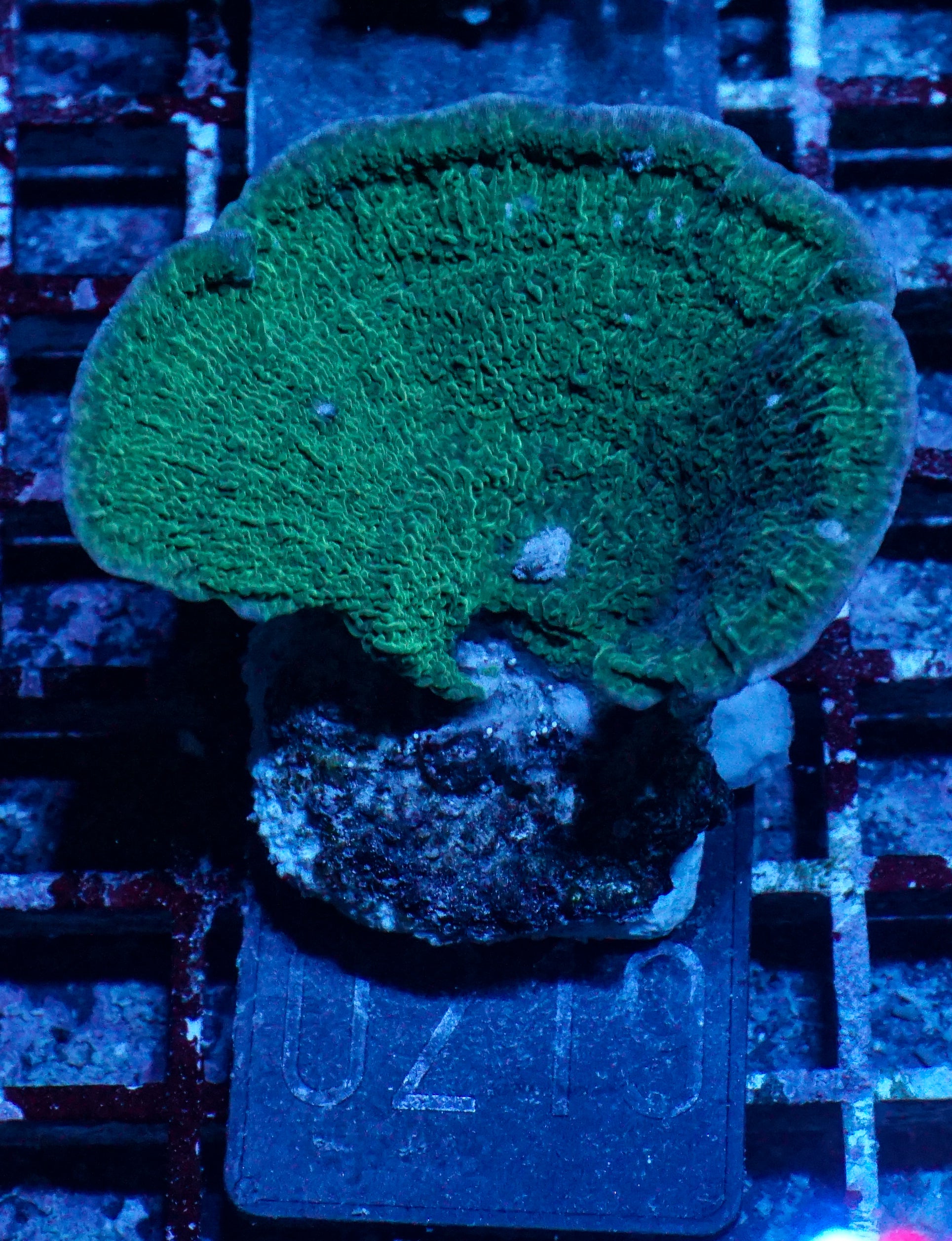 Montipora delicatula