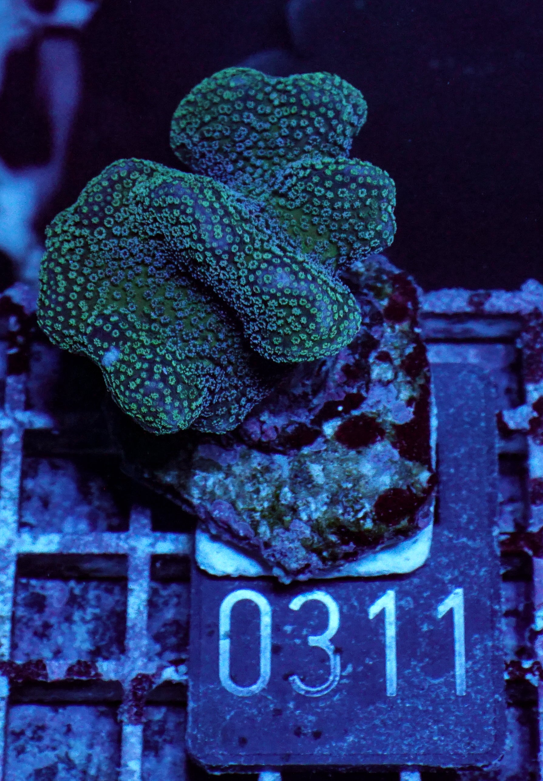 Stylophora pistillata "pink"