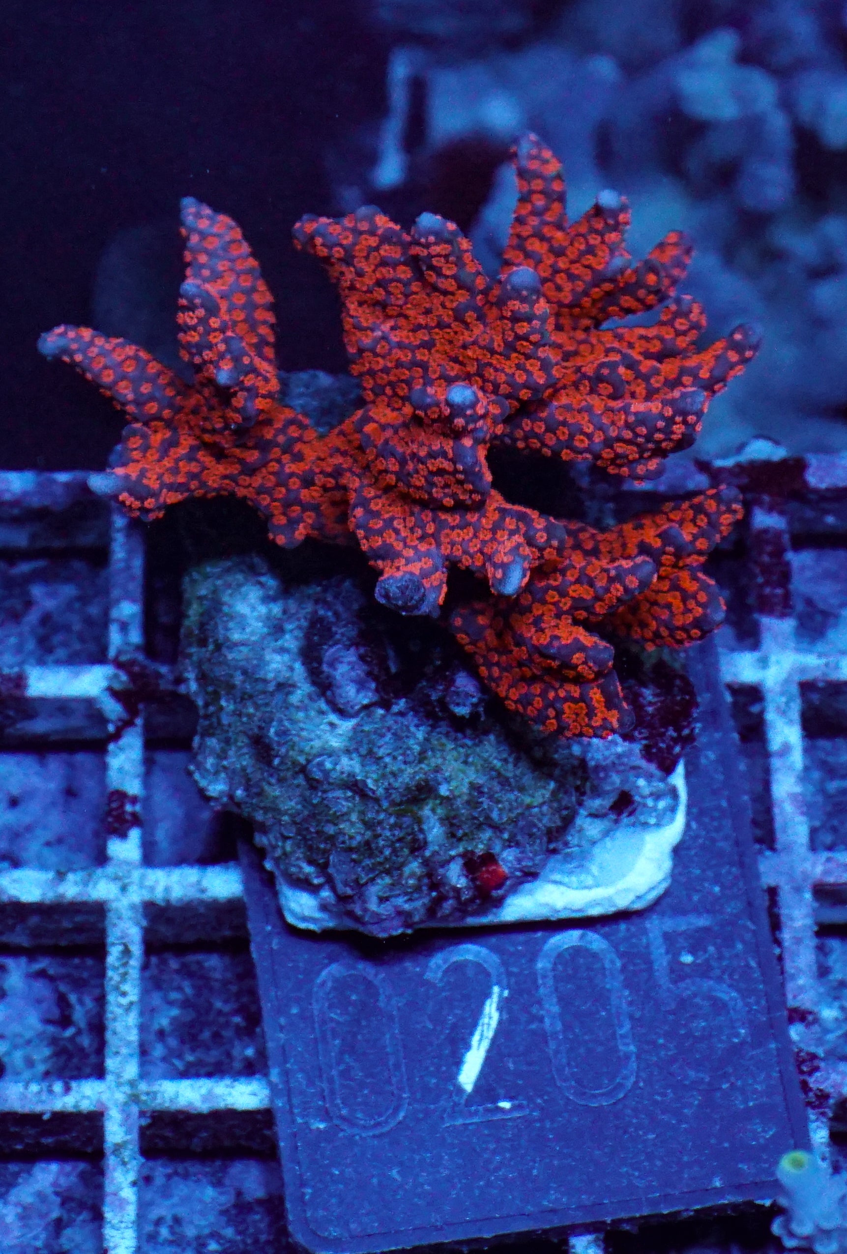 Montipora samarensis "australian fire"