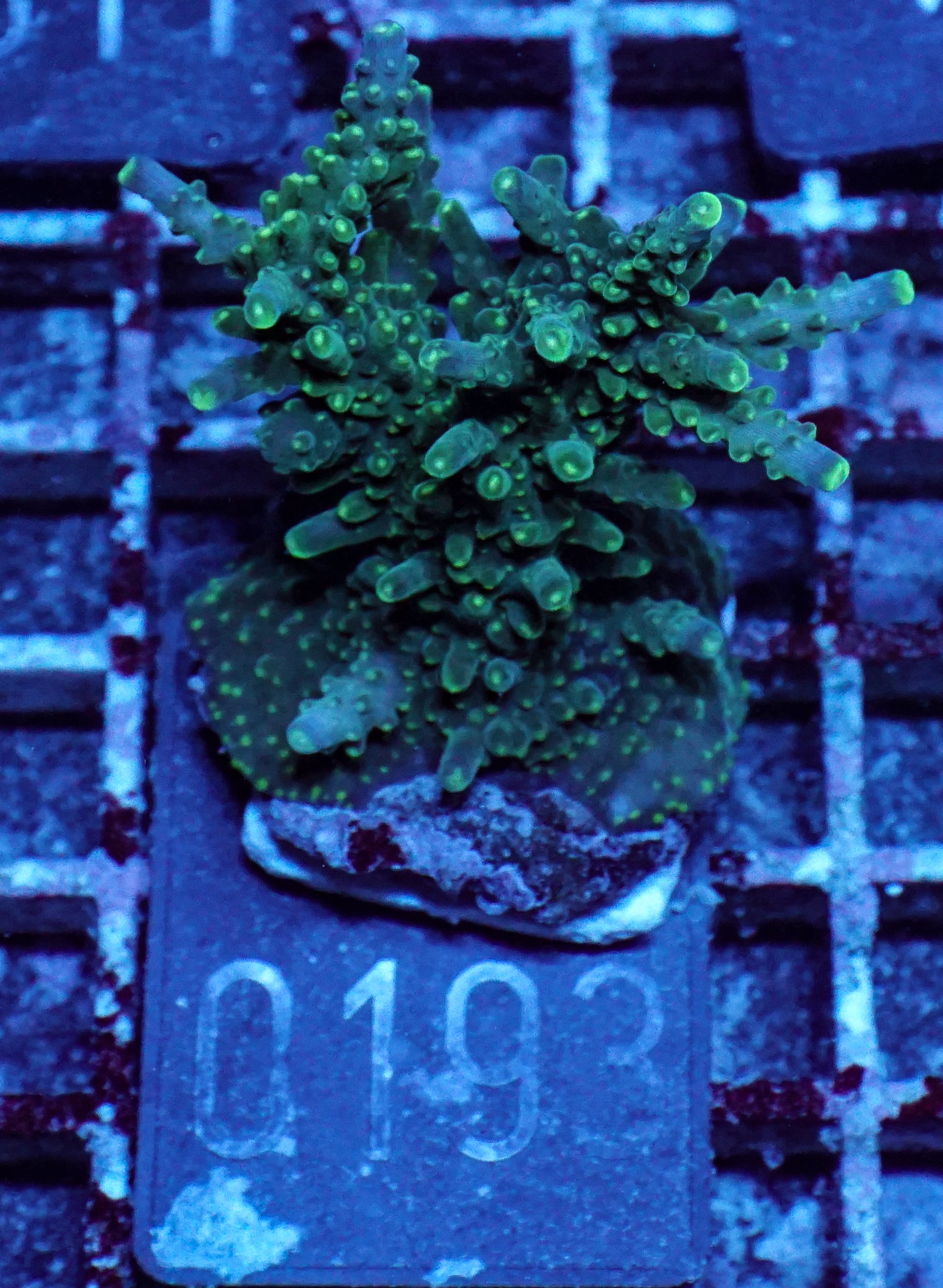 Acropora secale “Joker”