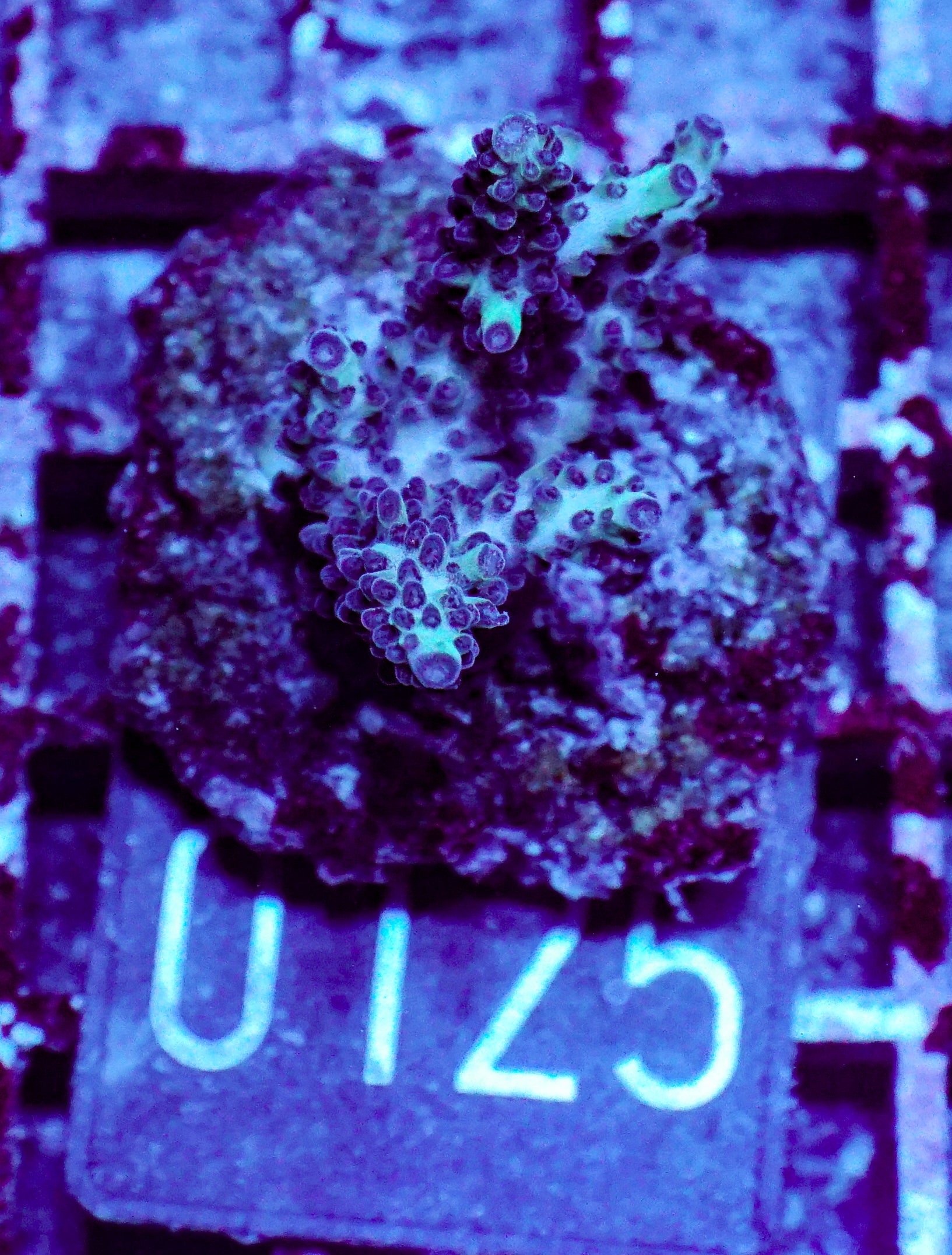 Acropora abrolhosenis “fluffy”