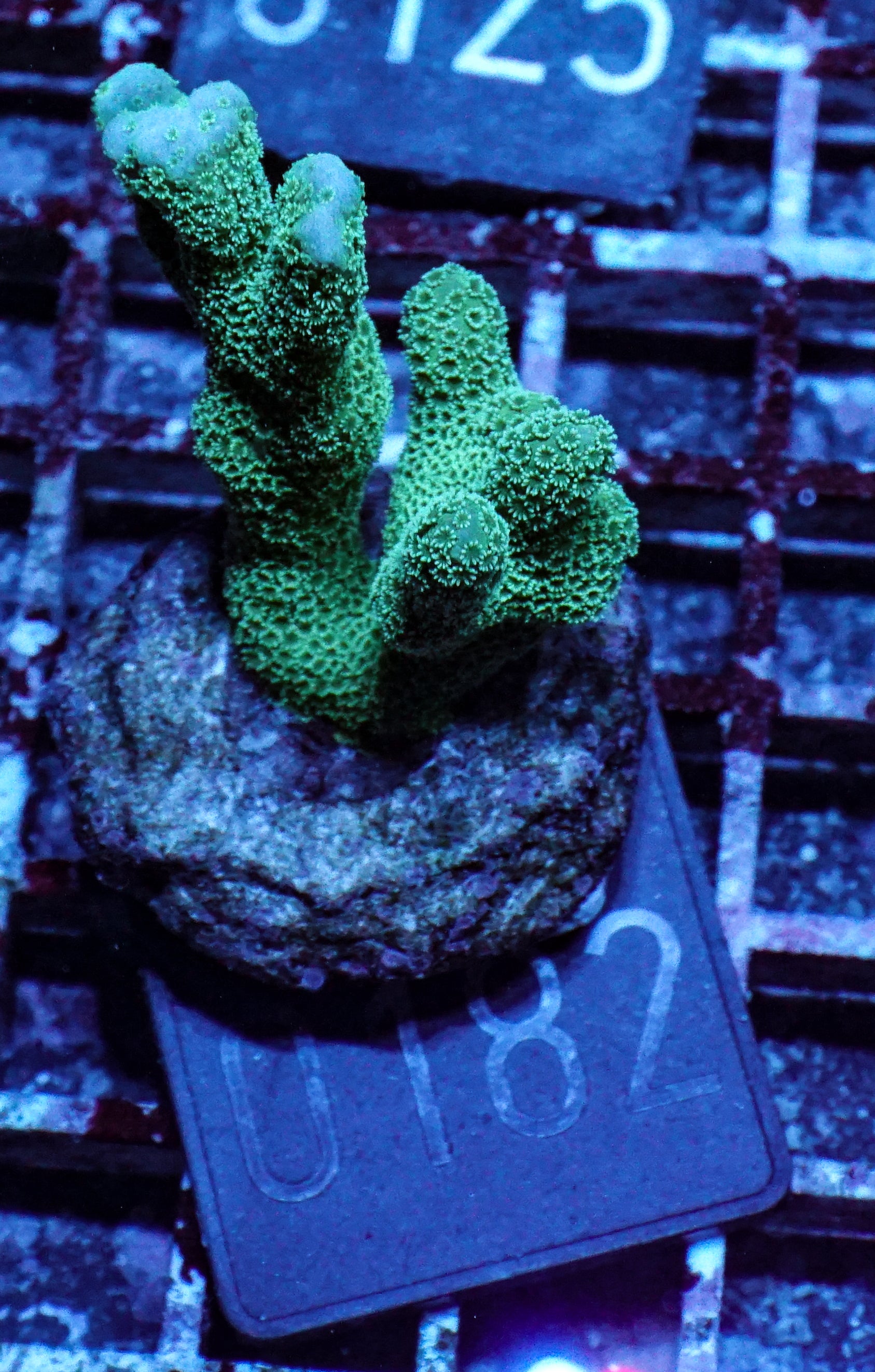 Montipora digitata purple
