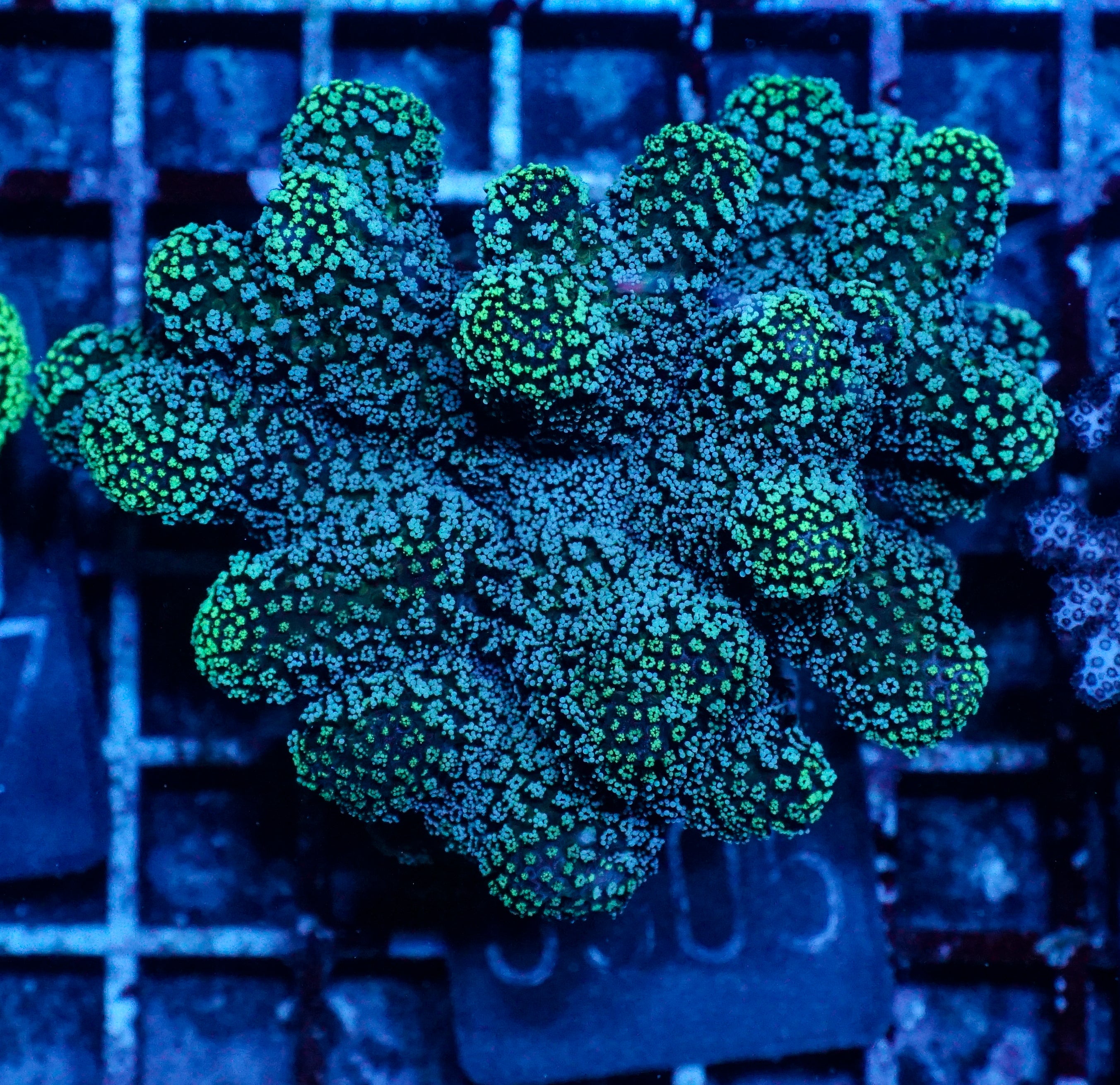 Stylophora pistillata "green"
