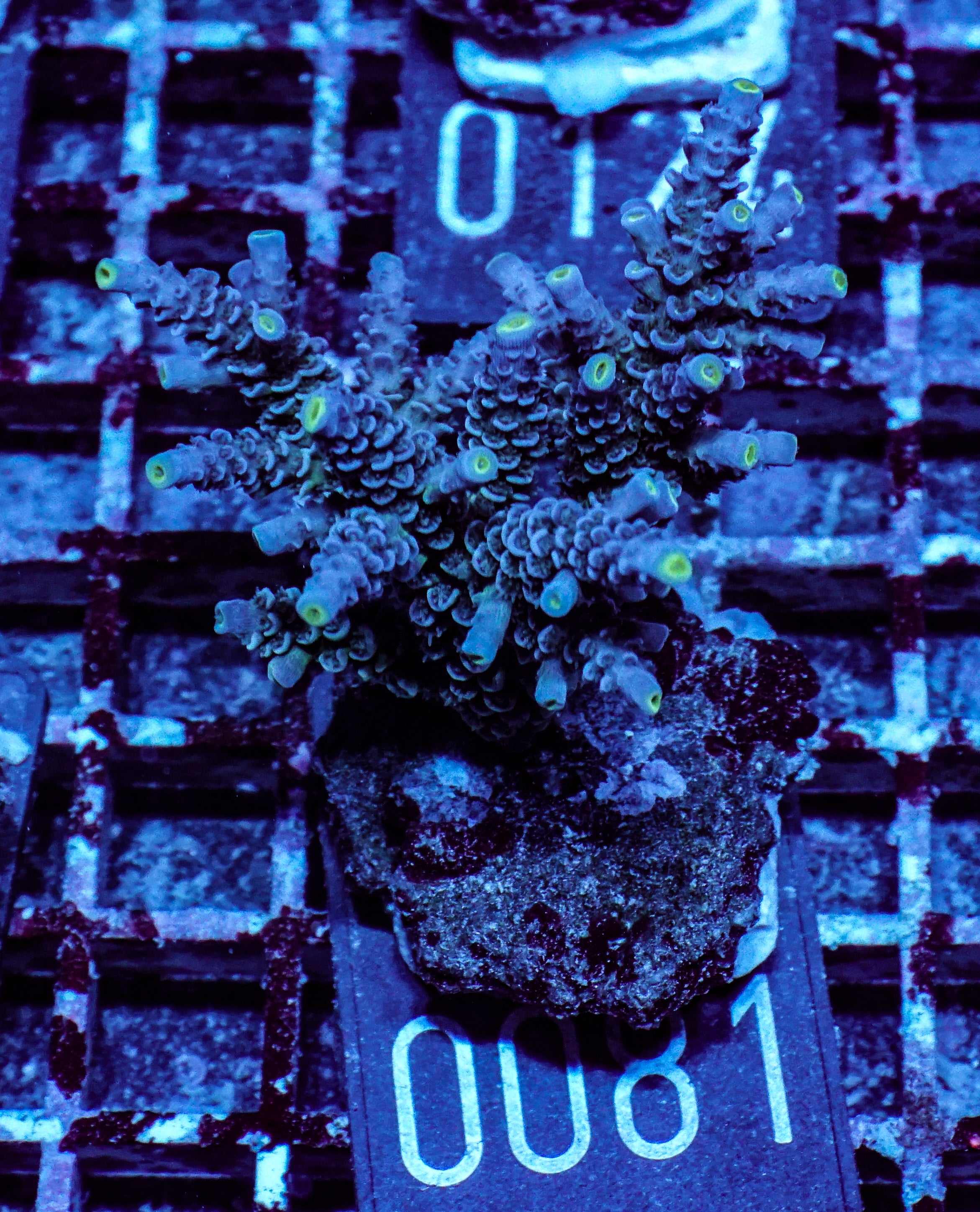 Acropora tenuis “Walt Disney art”