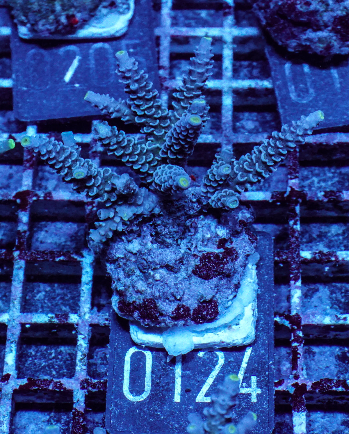 Acropora tenuis „Walt Disney art"