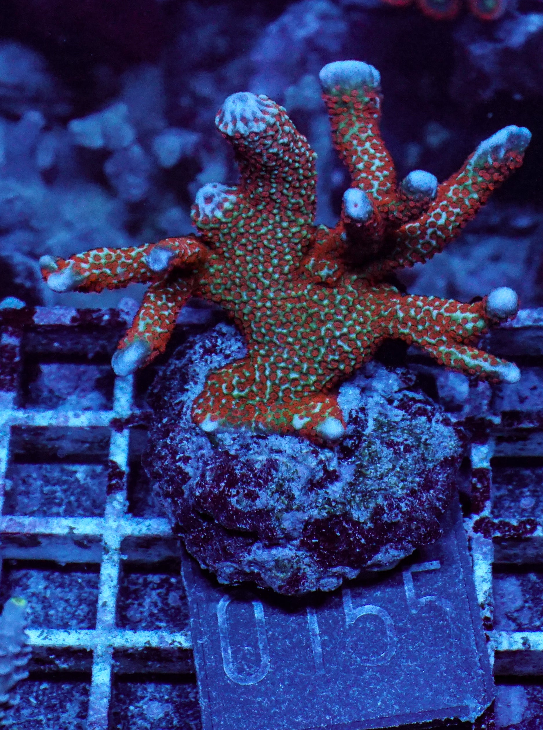 Montipora samarensis "forest fire"