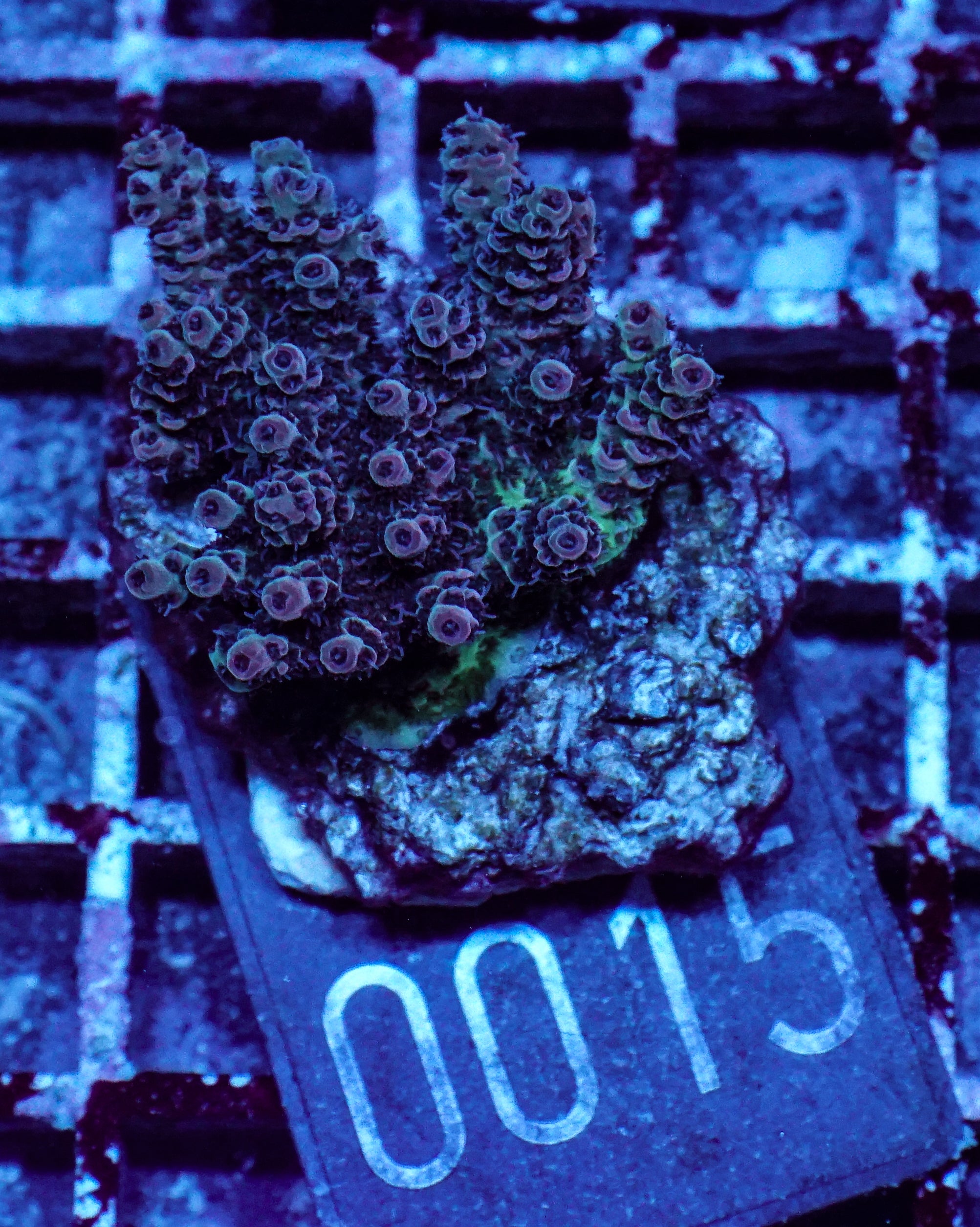 Acropora hyacinthus "pink lady"