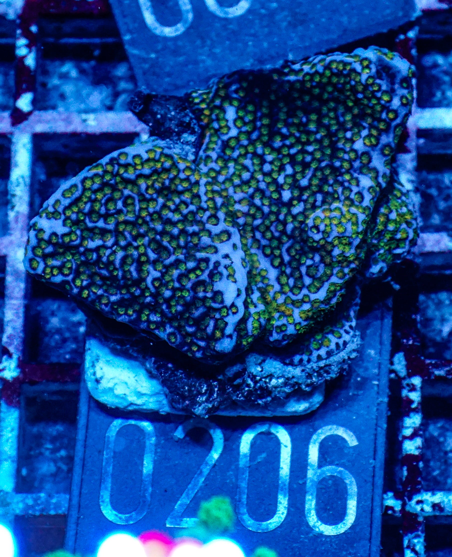 Montipora mollis "rainbow"