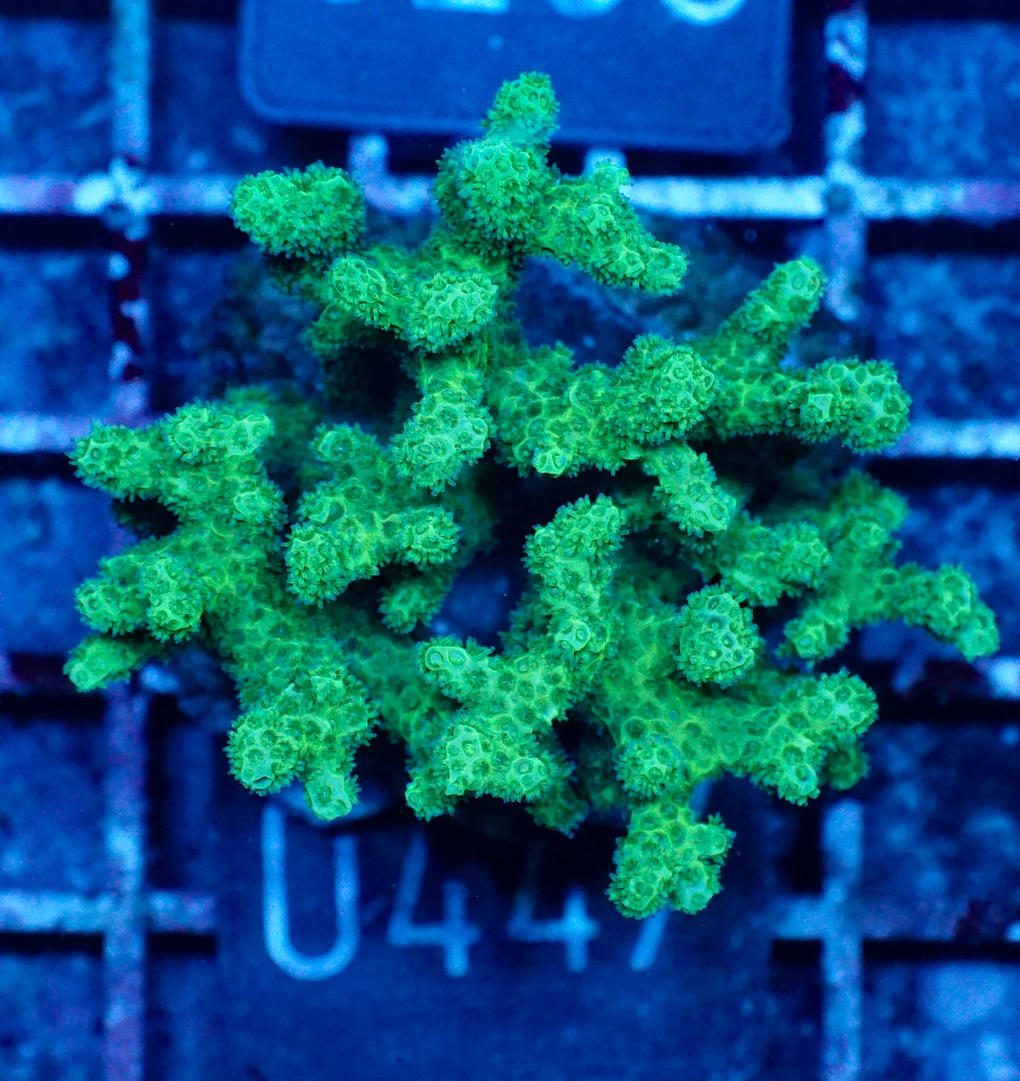 Pocillopora damicornis "grün"