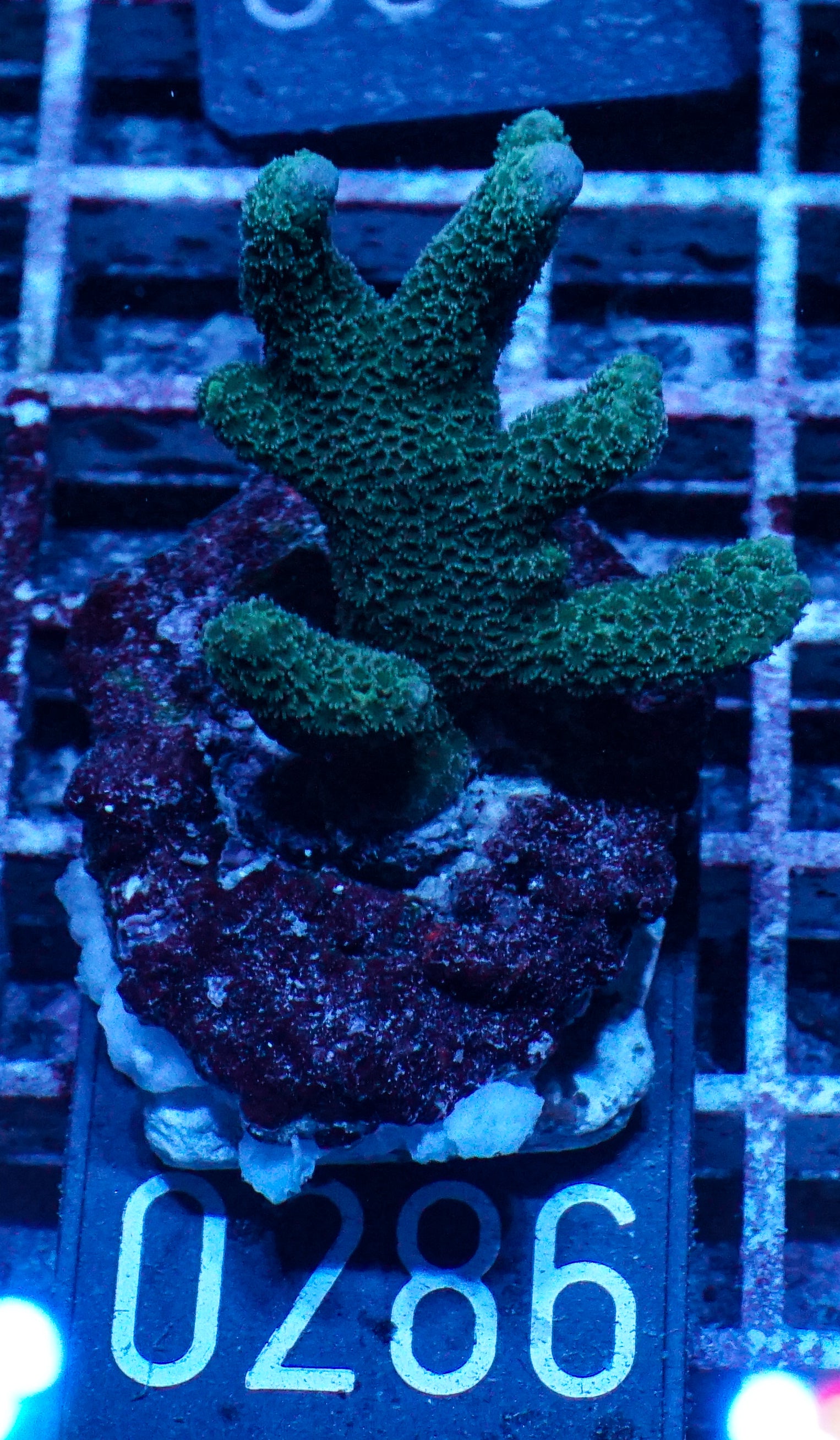 Montipora gaimardi