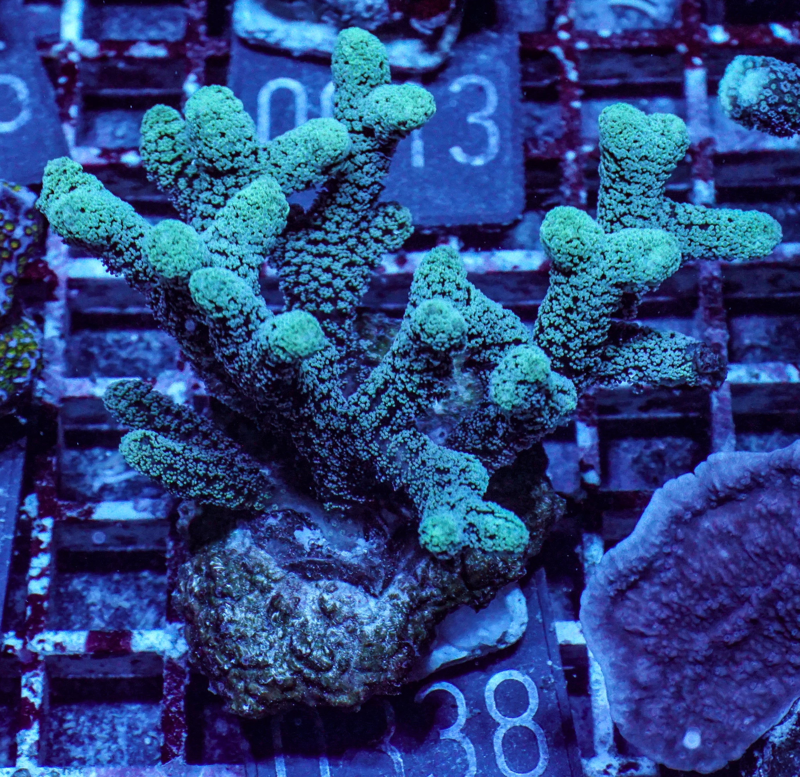 Seriatopora caliendrum "mint"