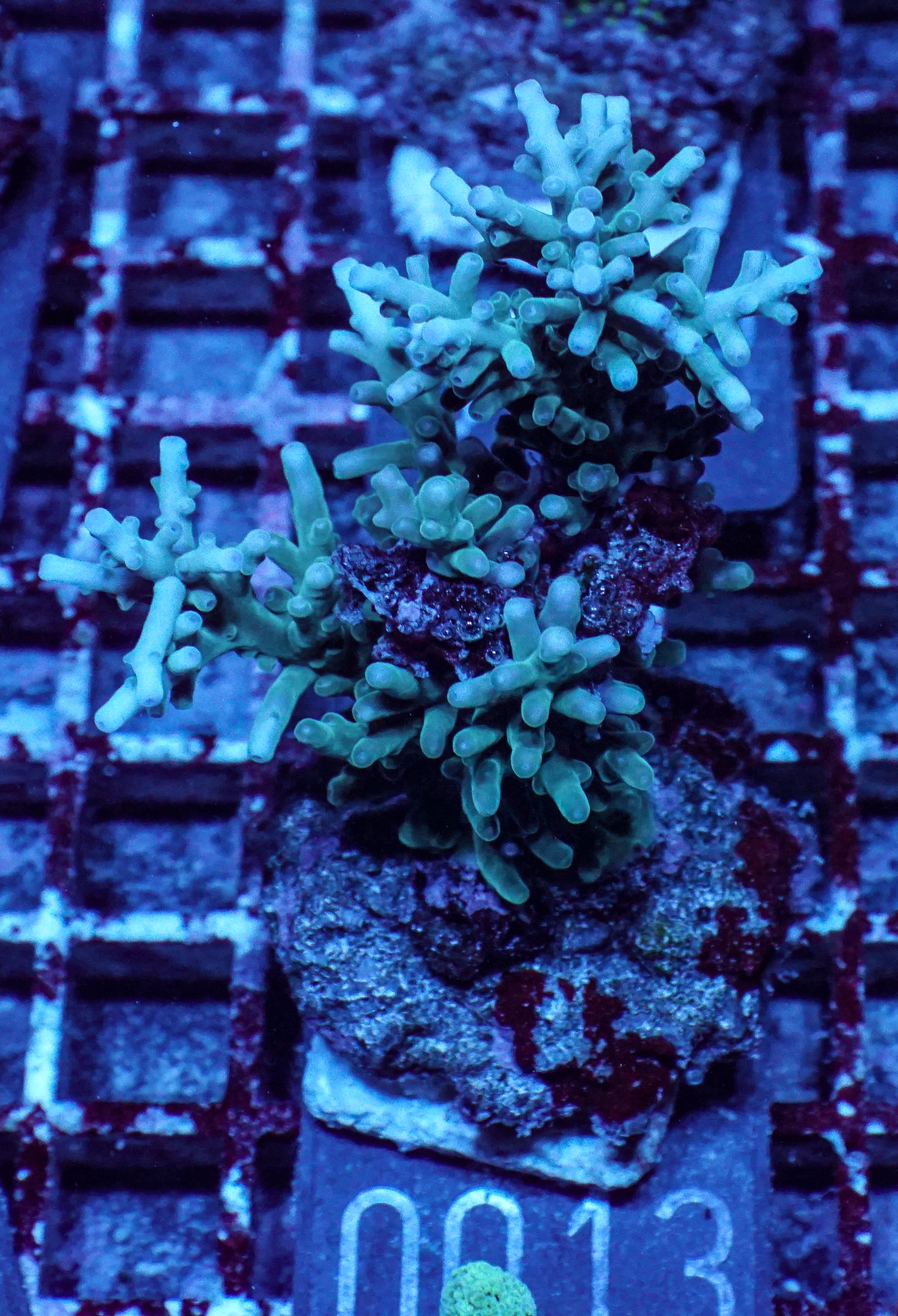 Acropora echinata