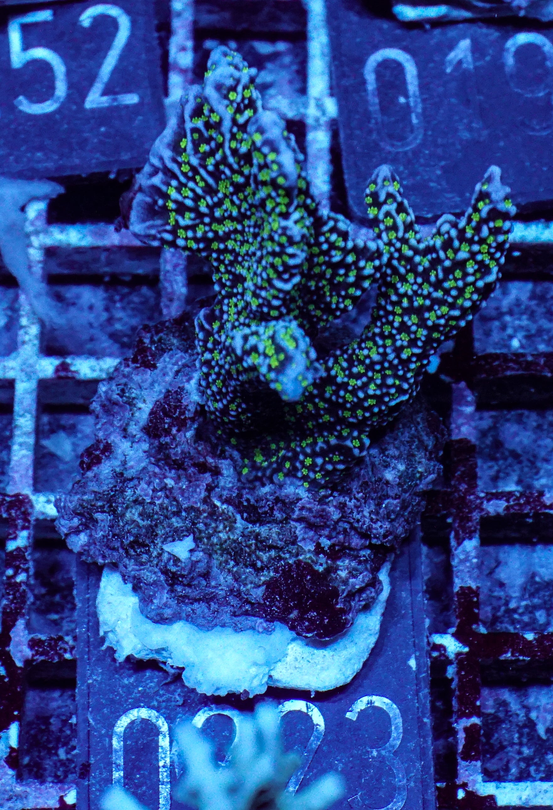 Montipora carinata “Star wars”