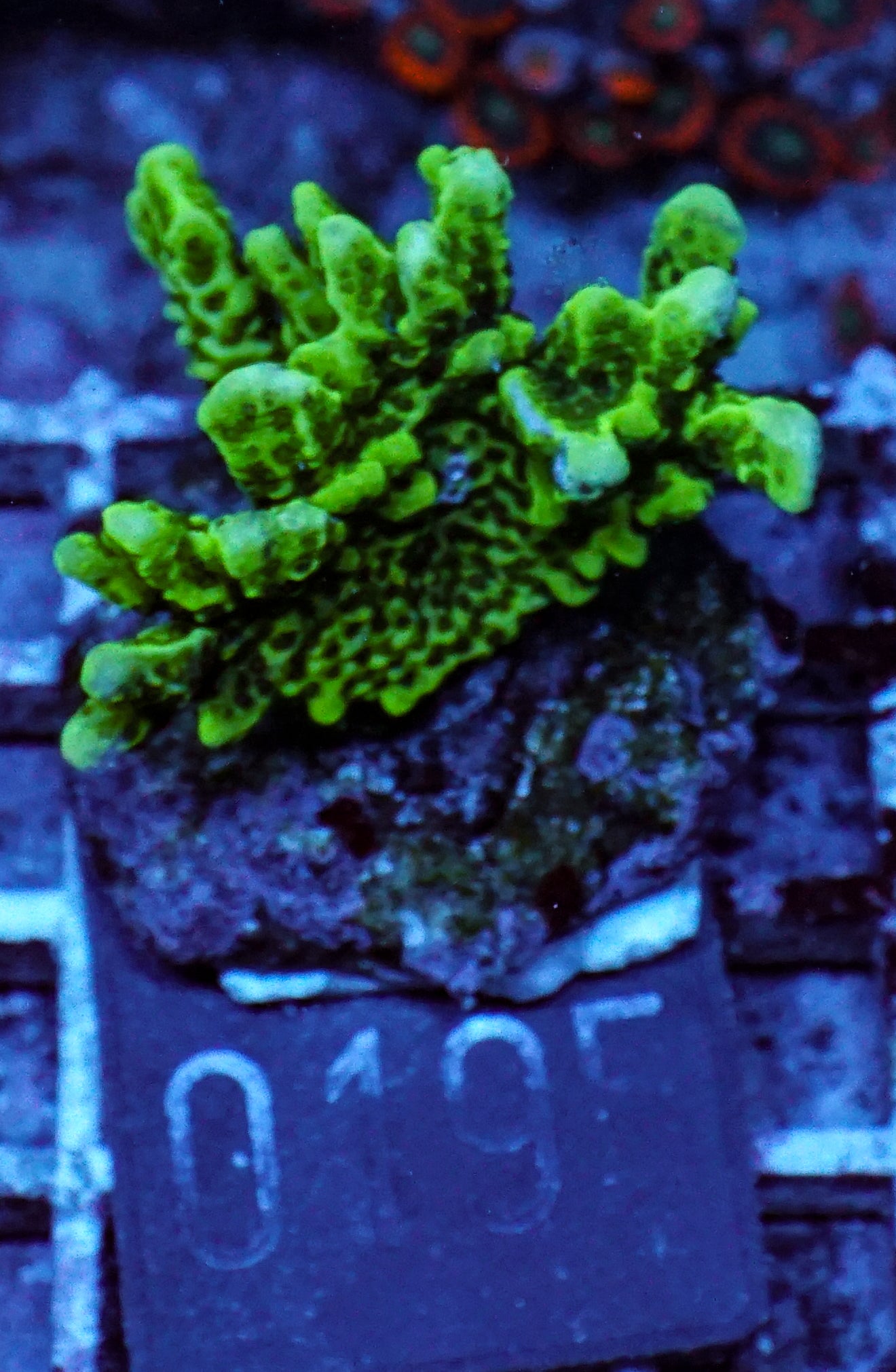 Montipora confusa