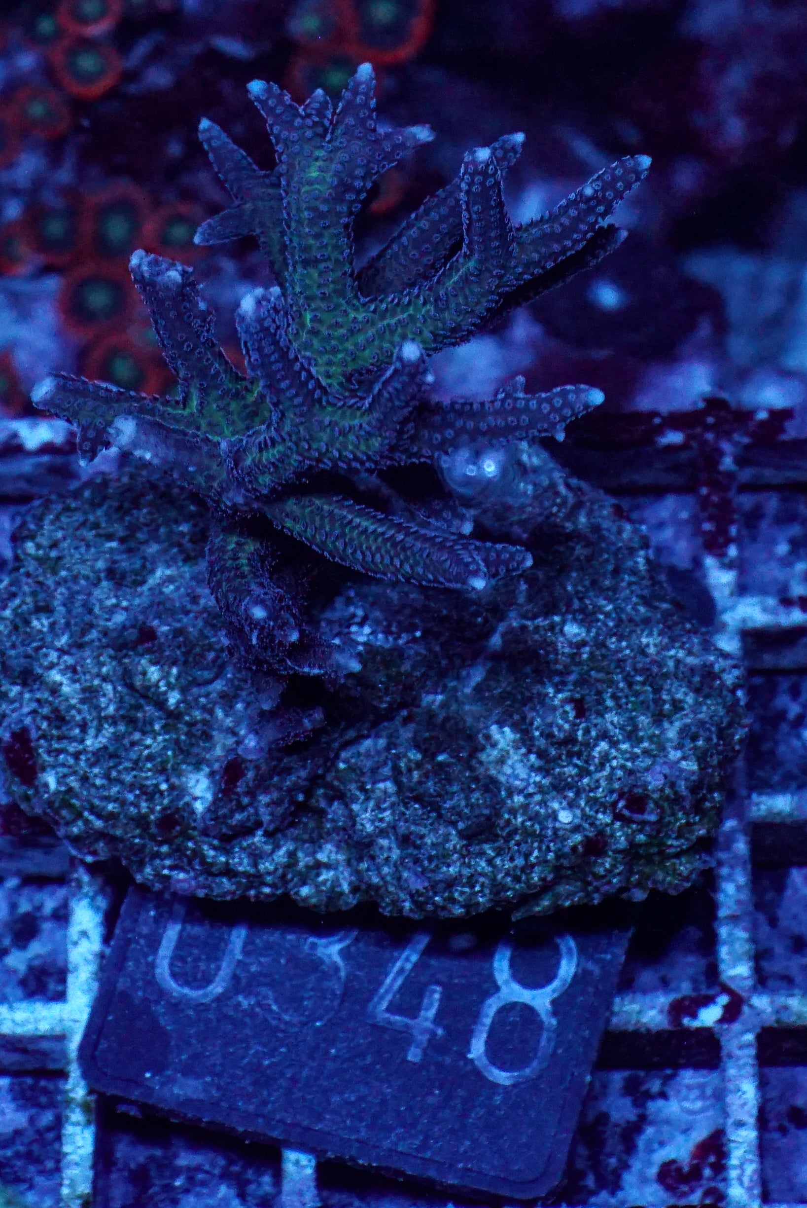 Seriatopora stellata