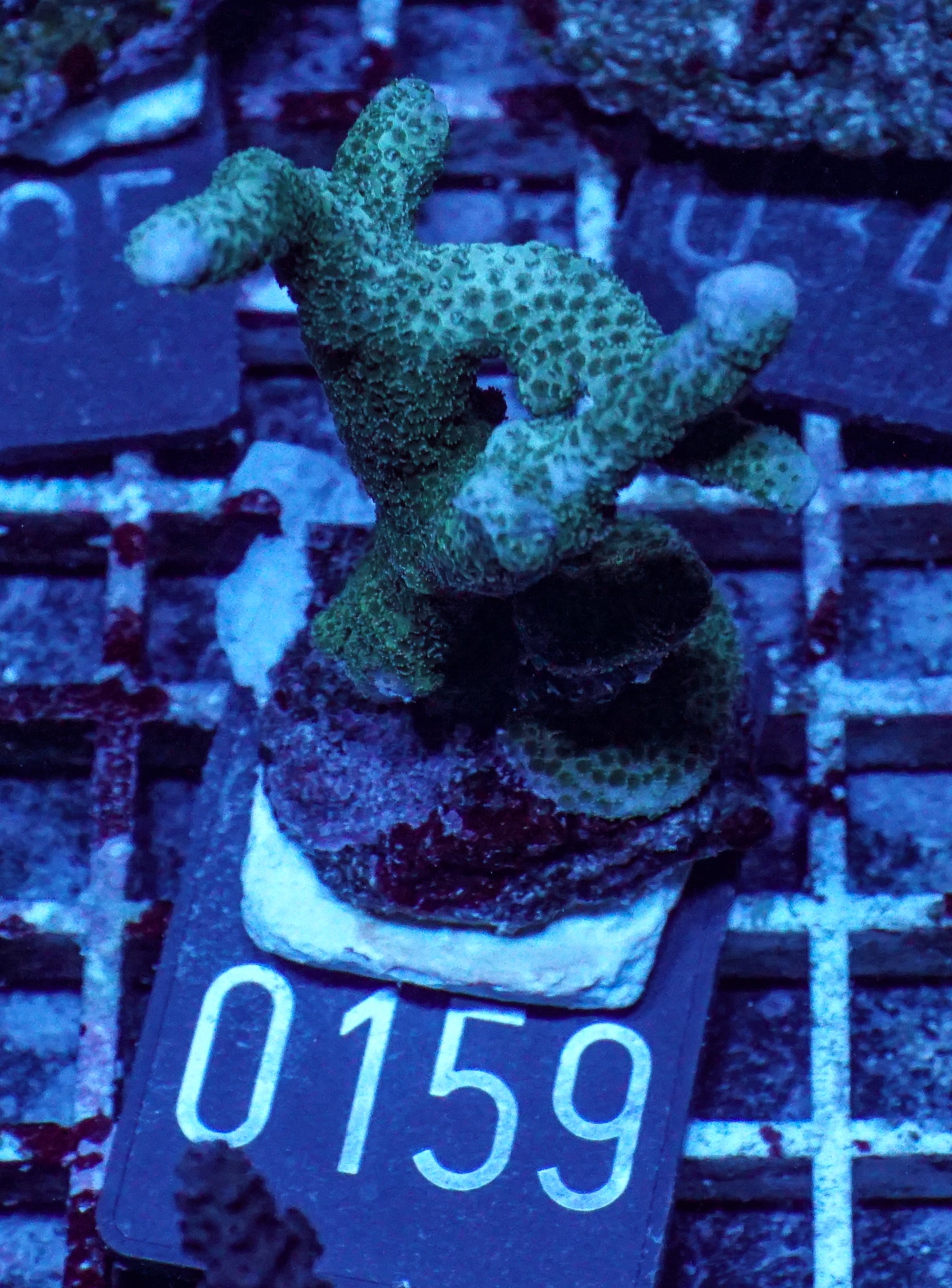 Montipora gaimardi