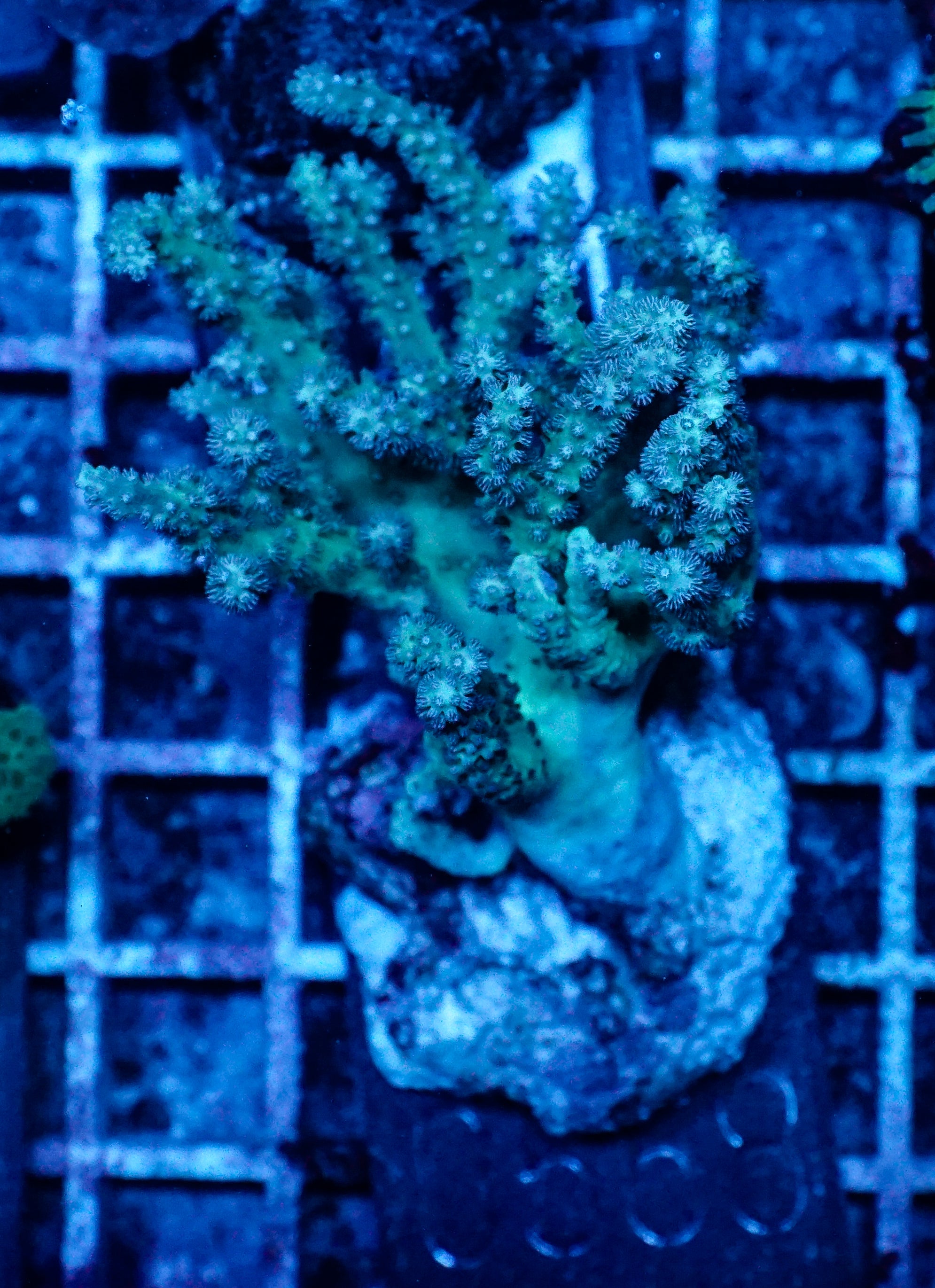 Sinularia/ Sclerophytum „fiji palau"