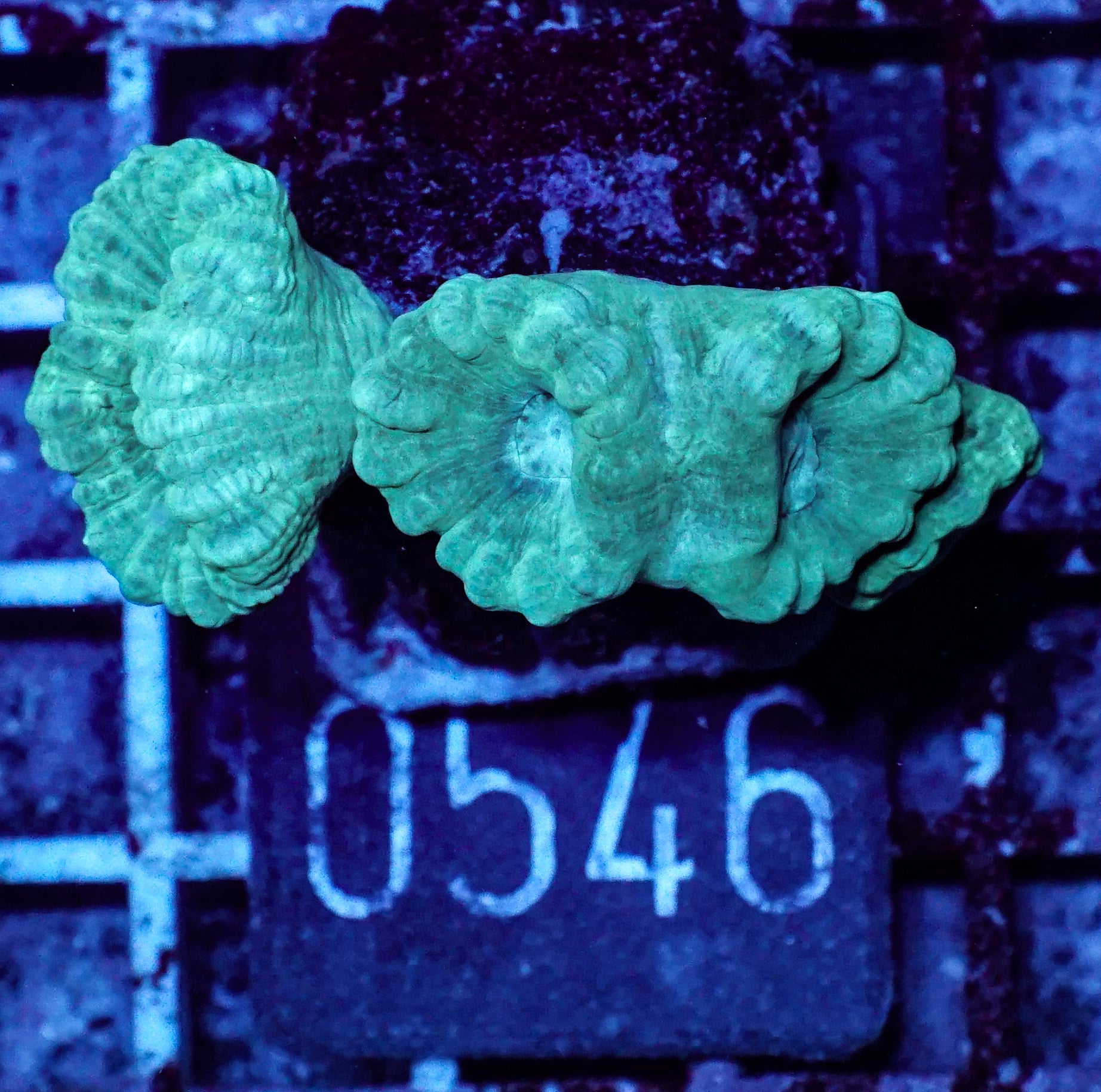 Caulastraea furcata
