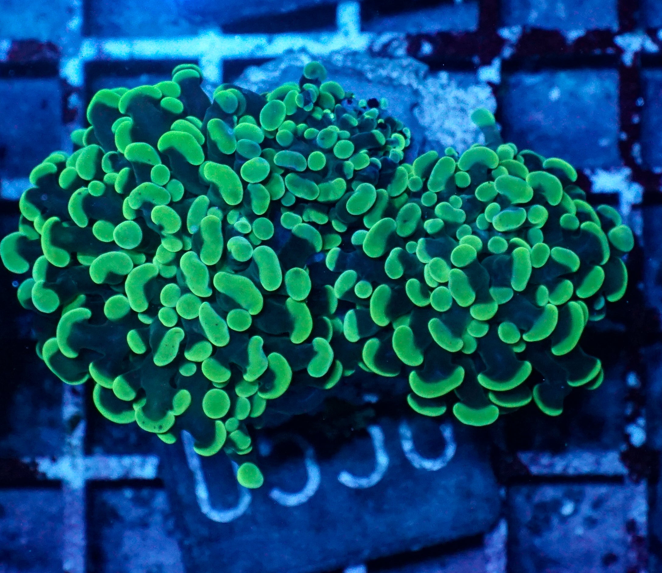 Euphyllia/Fimbriaphyllia paraancora