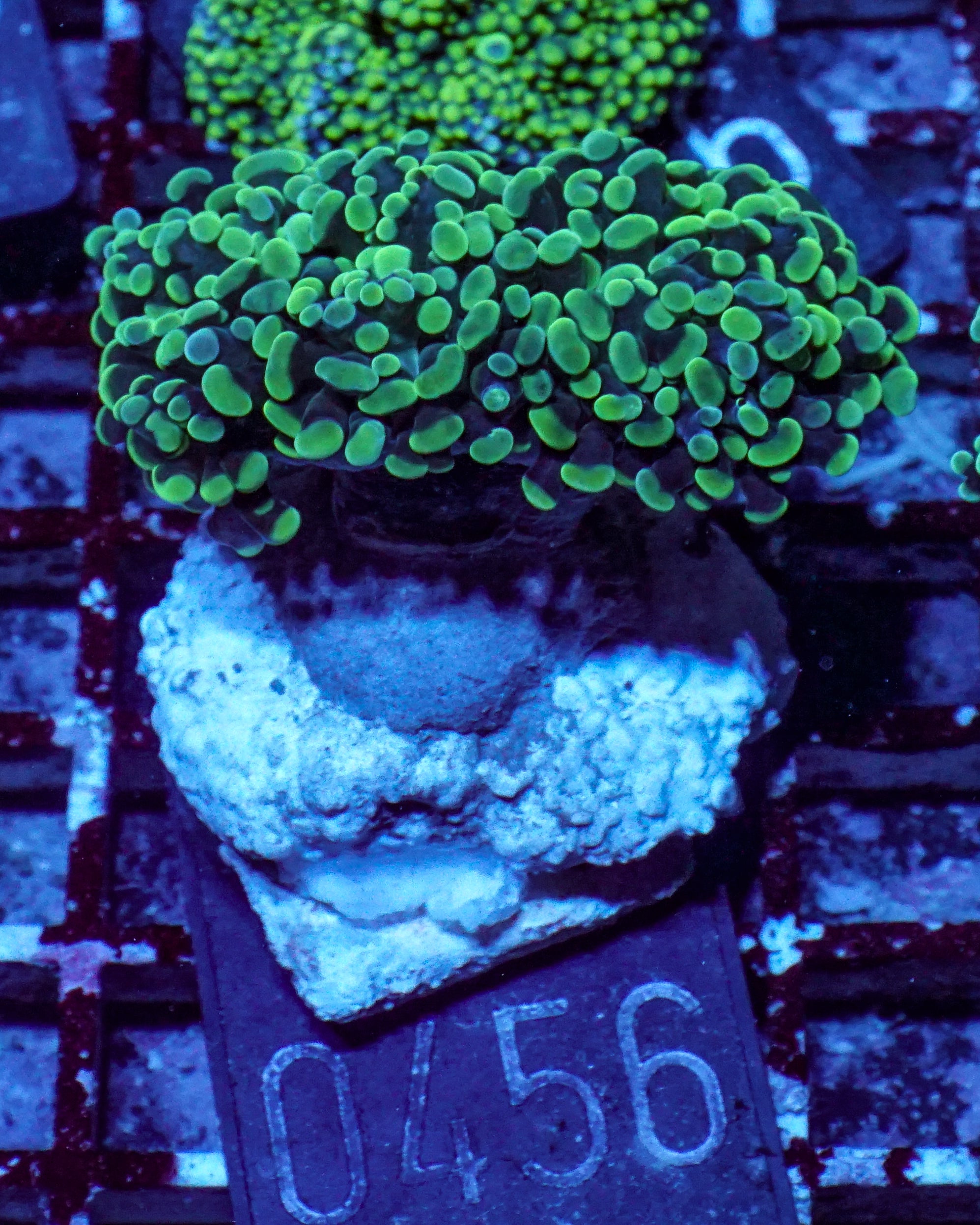 Euphyllia/Fimbriaphyllia paraancora