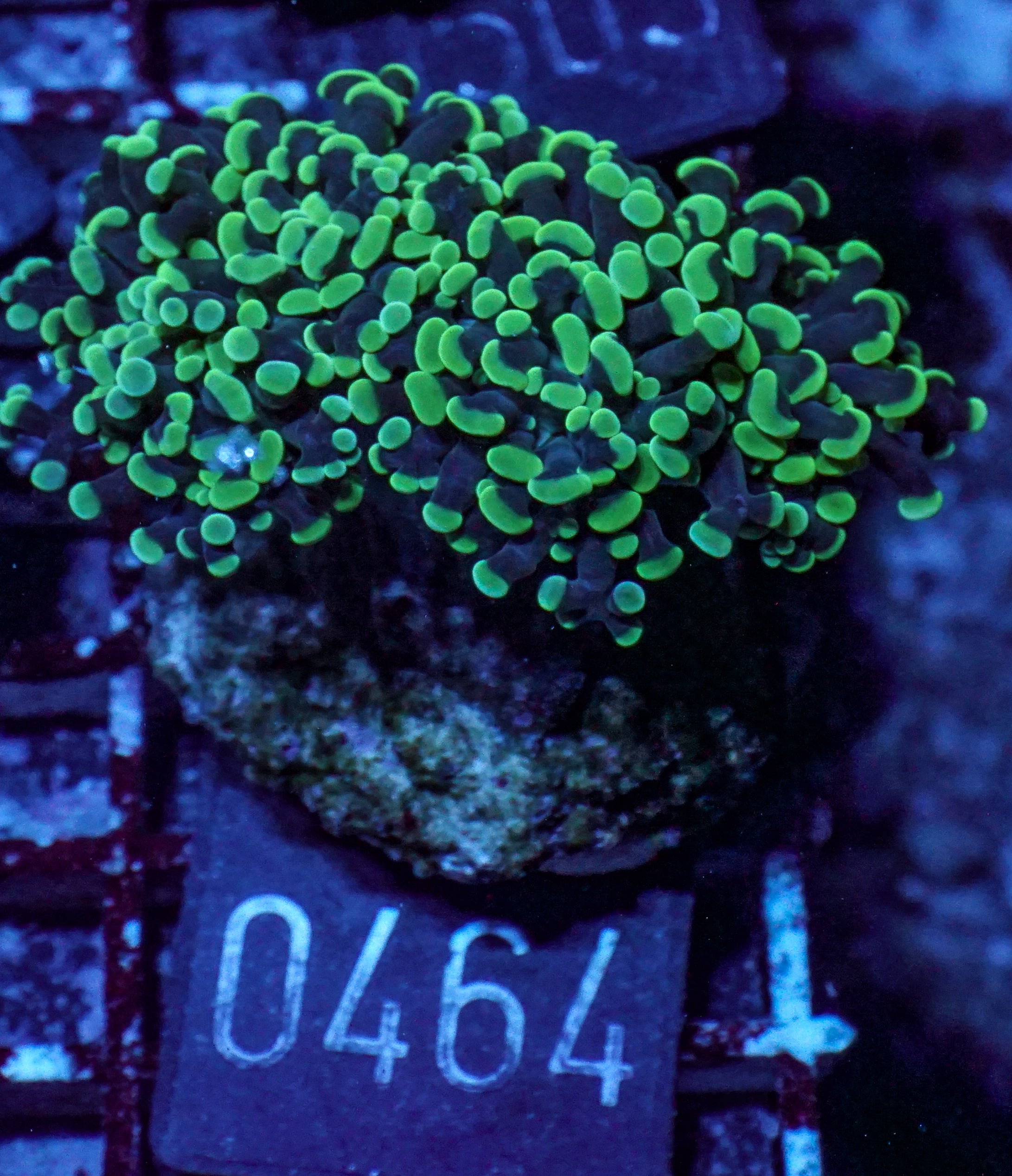 Euphyllia/Fimbriaphyllia paraancora