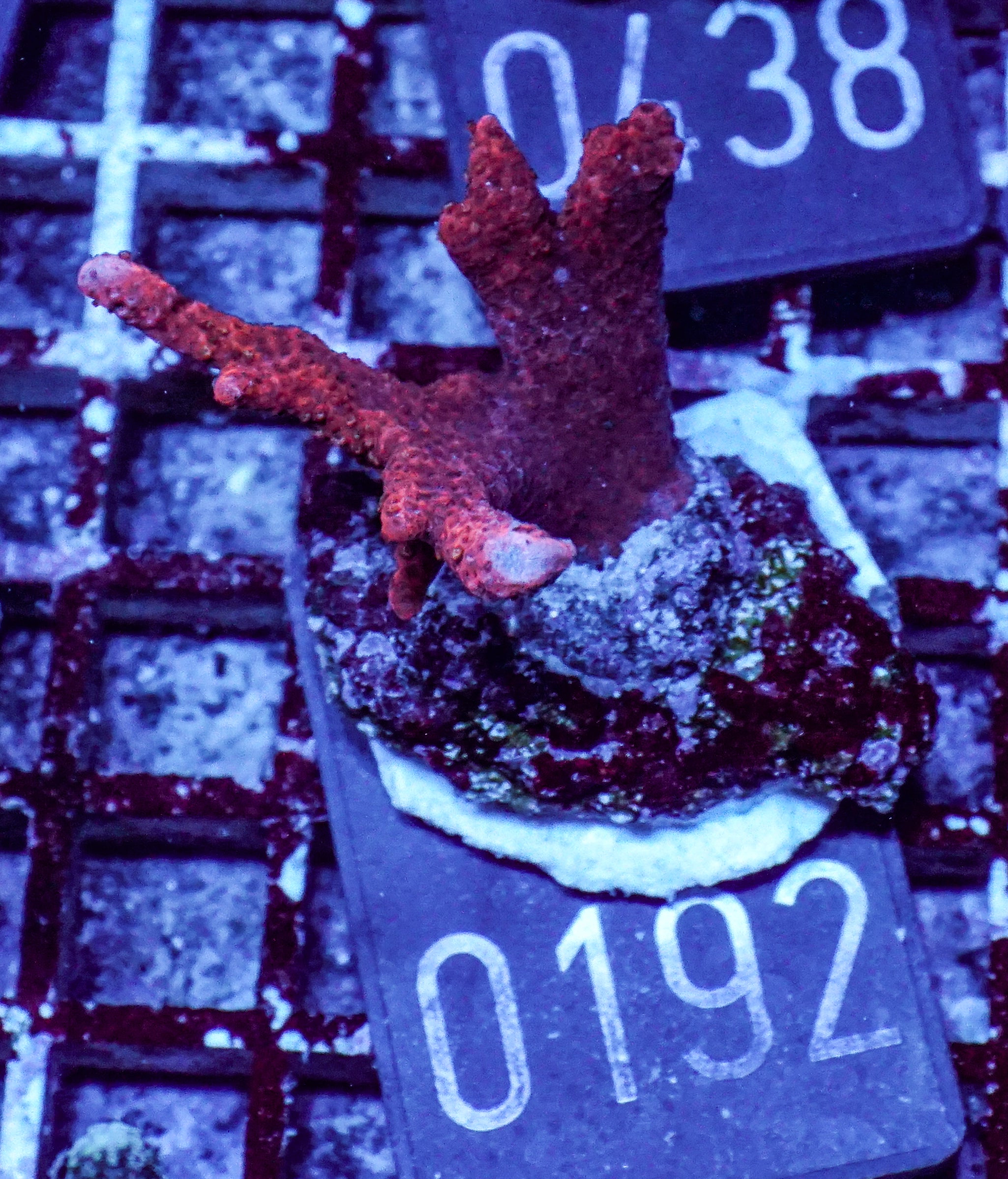 Montipora altasepta "digitata" rot