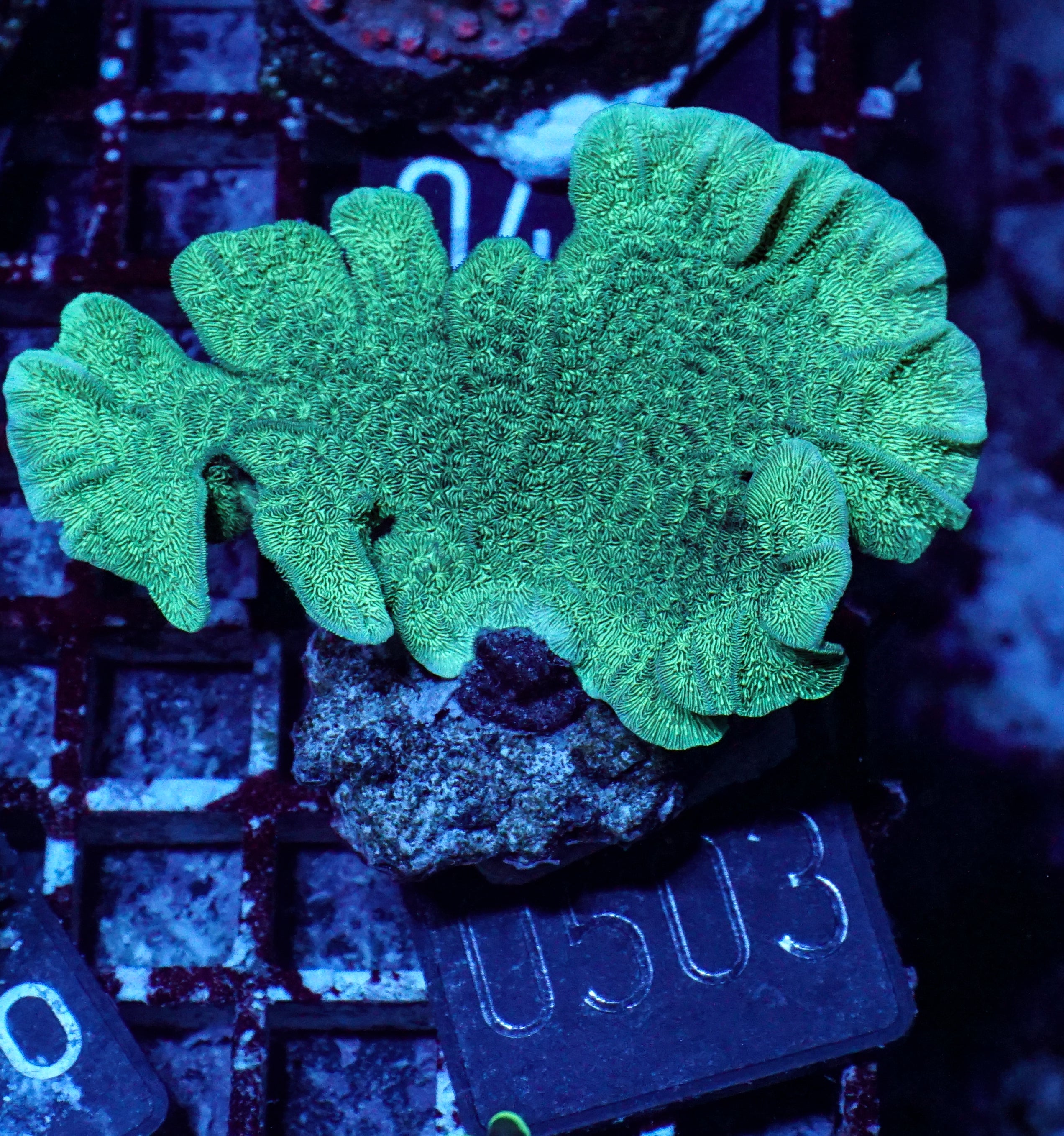 Pavona decussata