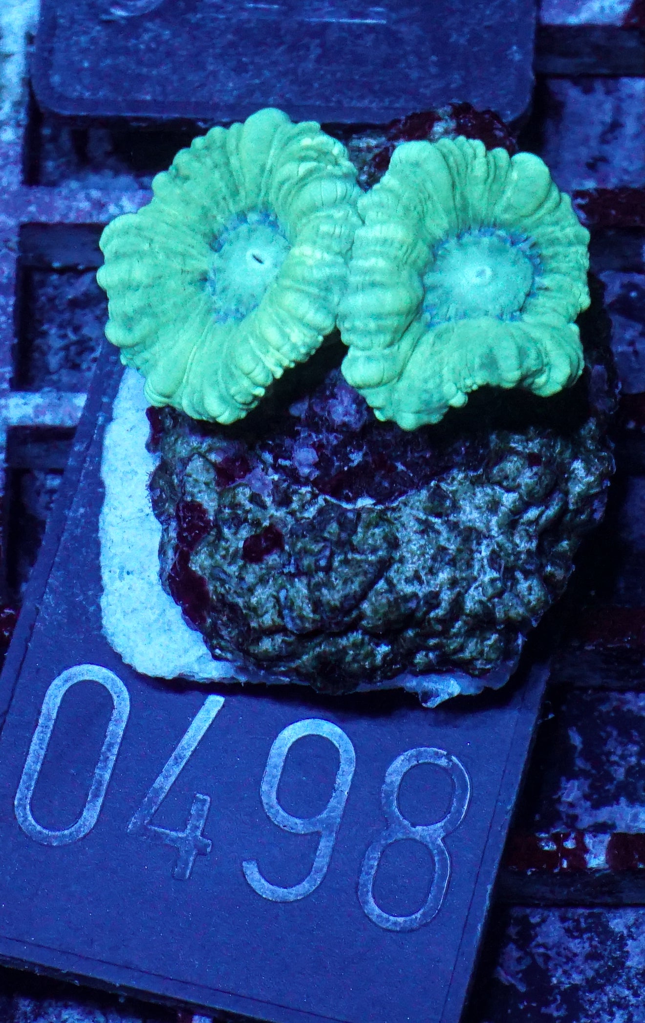 Caulastraea furcata